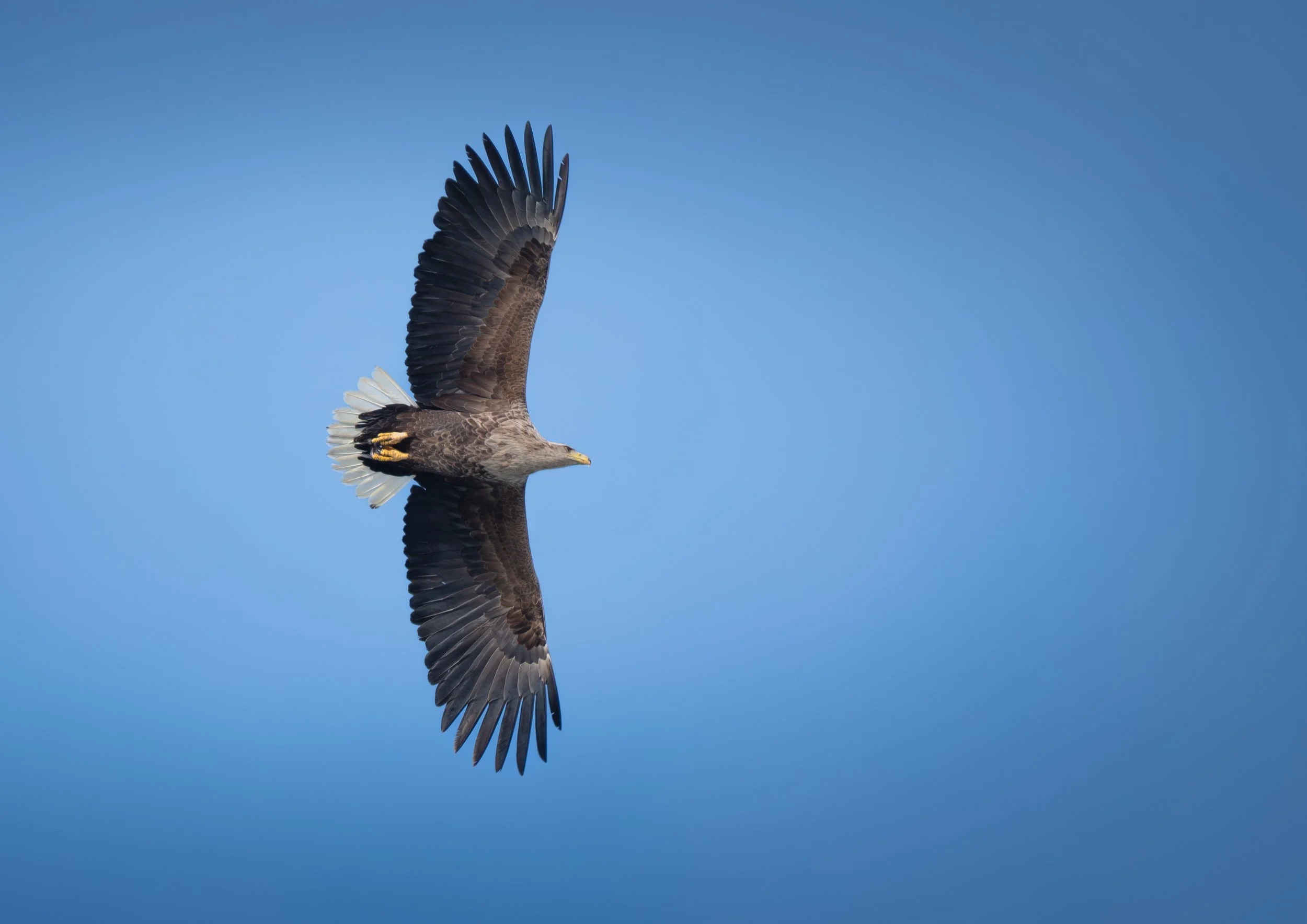 Soaring White tail eagle
