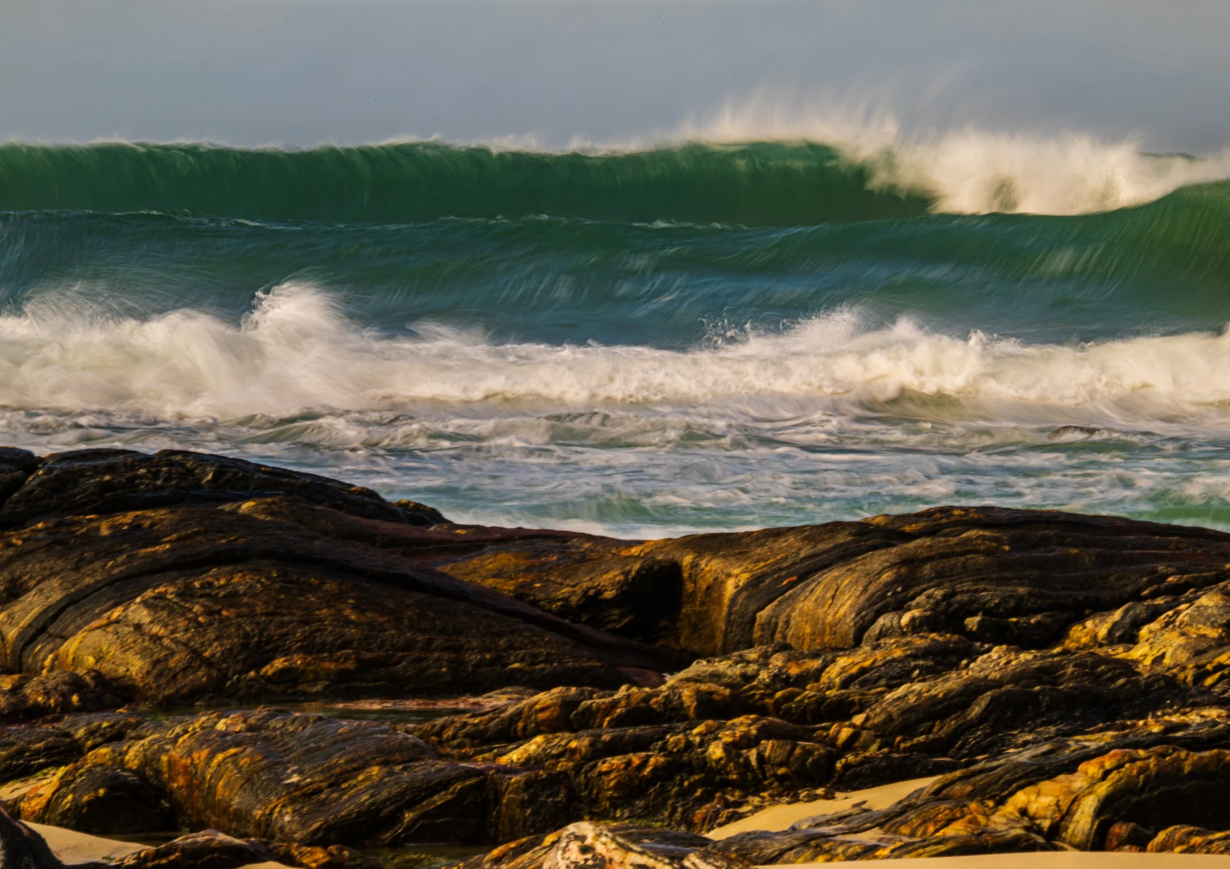 Hosta Rock & Waves