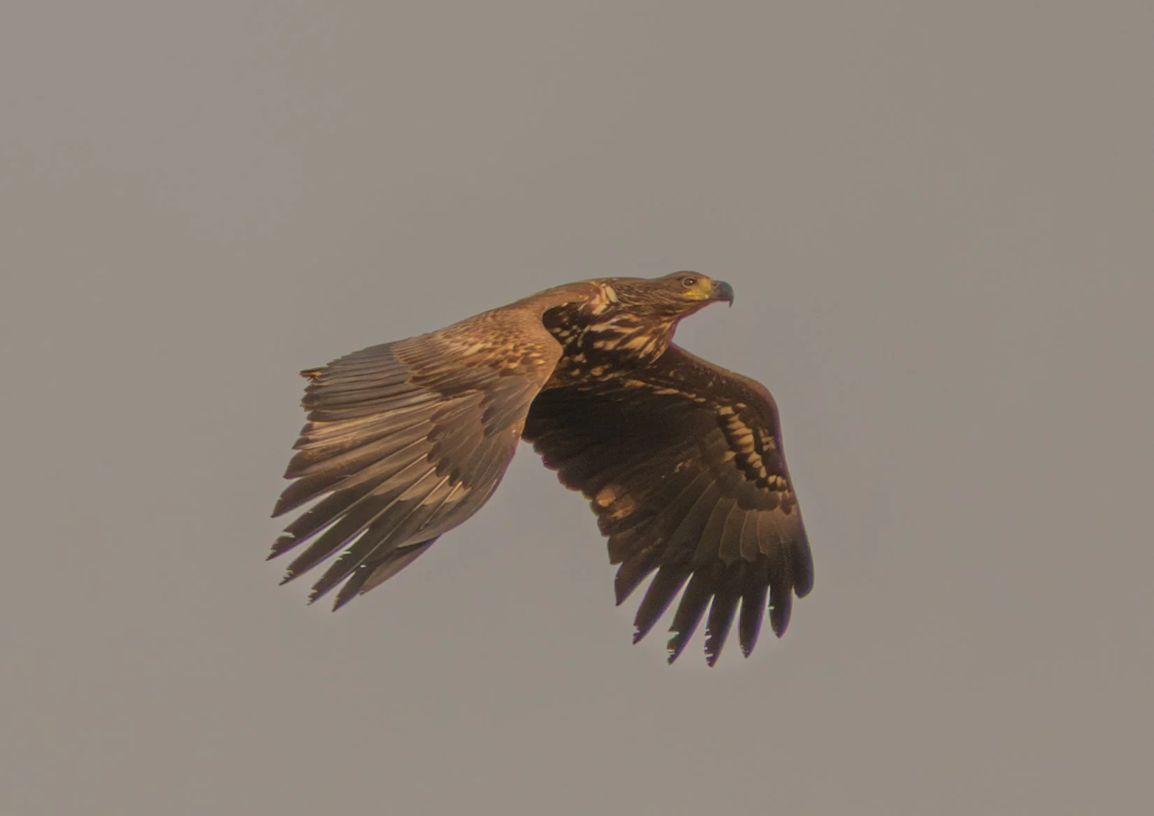 White Tail Eagle