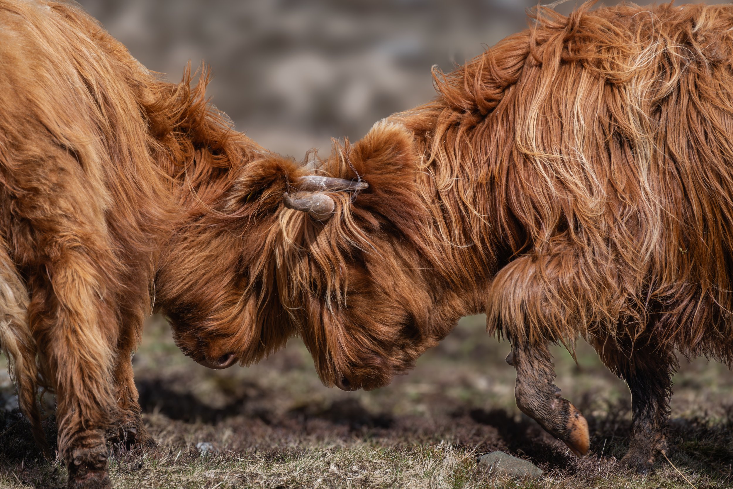Highland Cows