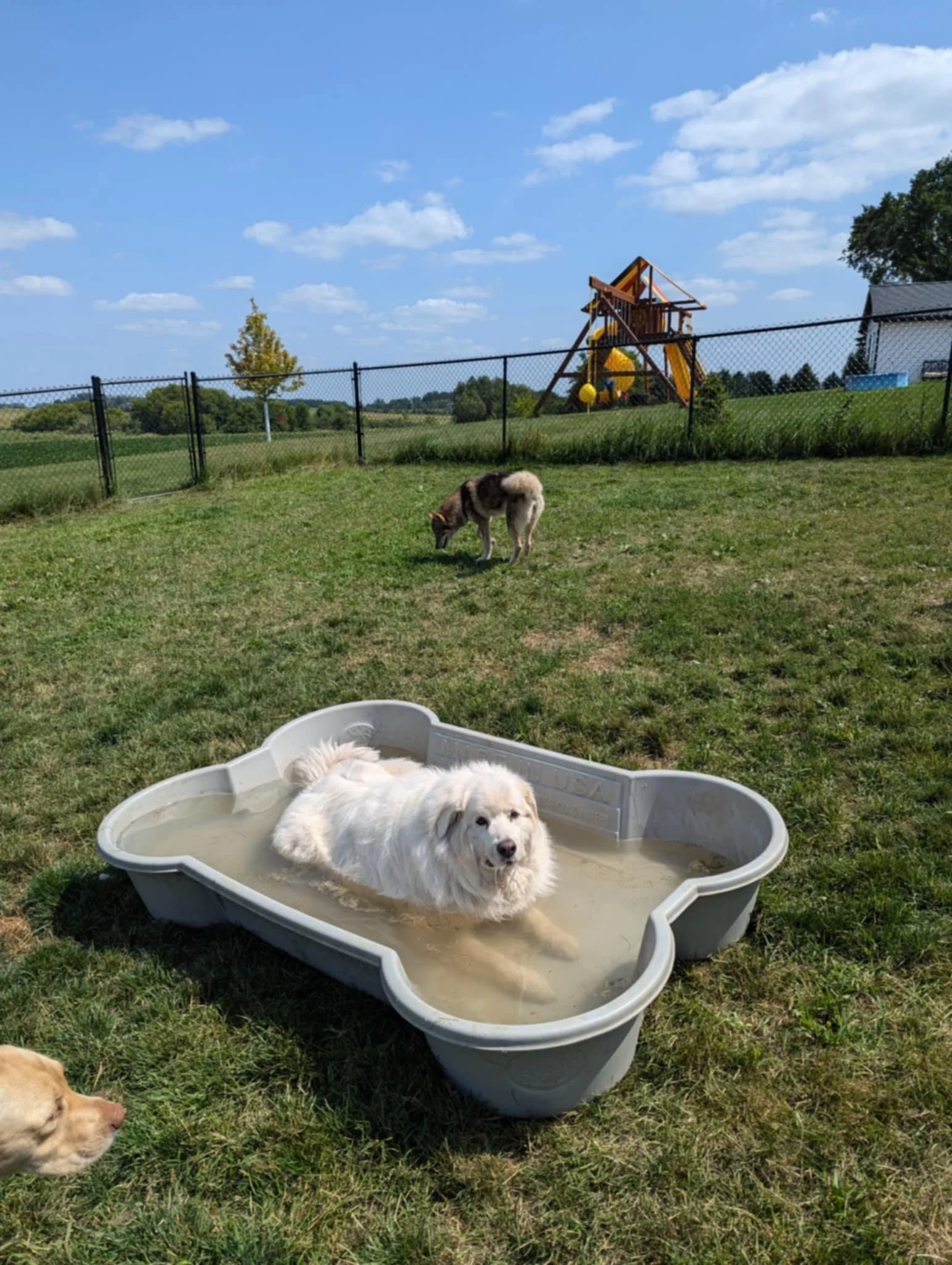 Dog in pool.jpeg