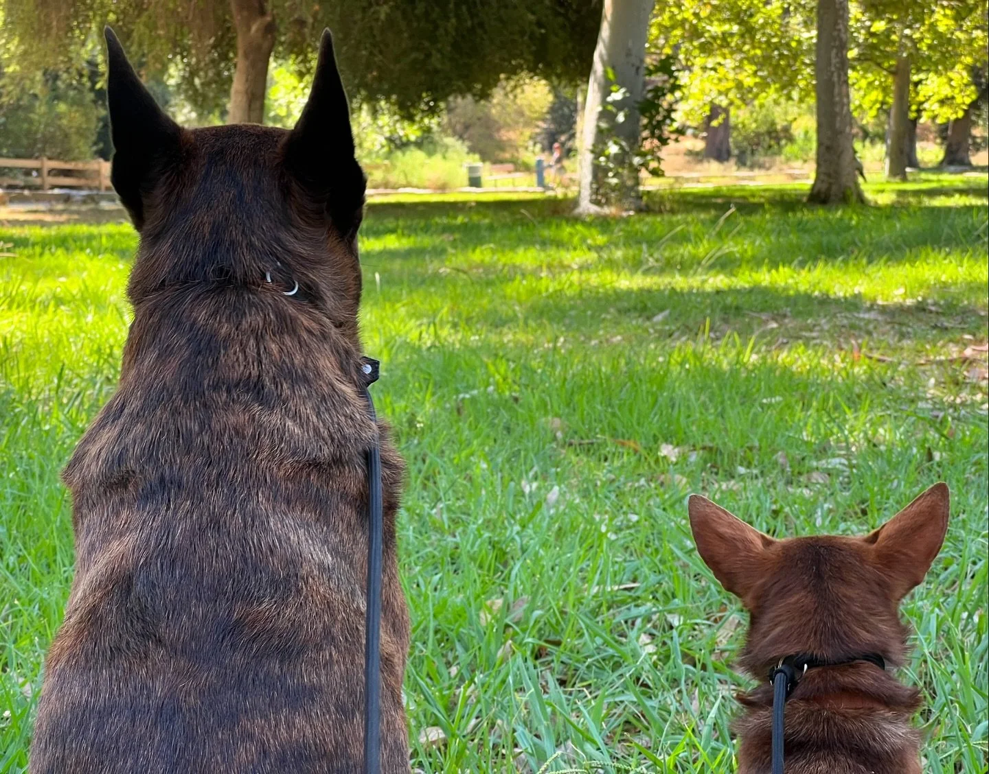 Peace and Harmony 🌳

@adopt.rudy little guy on the right is up for adoption! His name is Rudy and is already apart of PackVida. If you are interested message us for more information! 
&bull;
&bull;
&bull;
#dogtraining #leashskills #packwalk #packlif