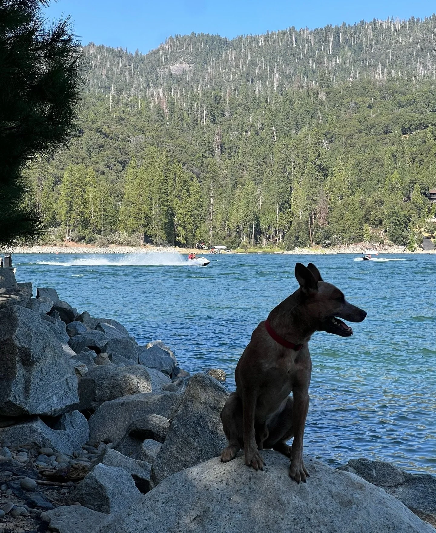 For Isabella&rsquo;s birthday we decided to go camping with our Pack. What a dream it has been to be able to experience Bass lake along side our pups. For the first time Obi and Hennessy became the water dogs we didn&rsquo;t know we had, while our gi