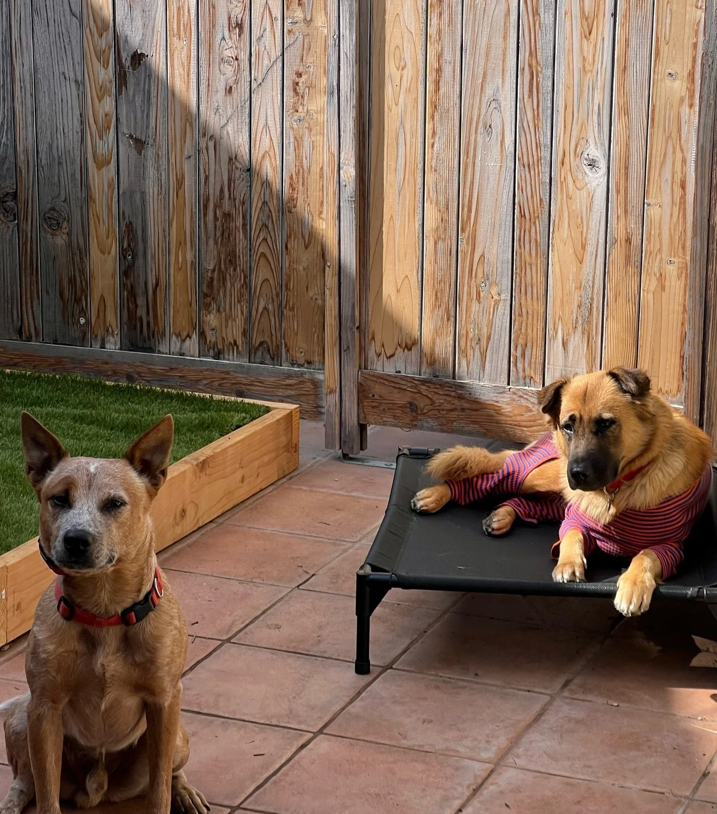 MI CASA, SU CASA boarding 

Now offering boarding for Pack members only! We will be boarding 2-3 households at a time. We want your pups boarding experience to feel personal and like they are in their second home. All dogs enjoy routine and stability