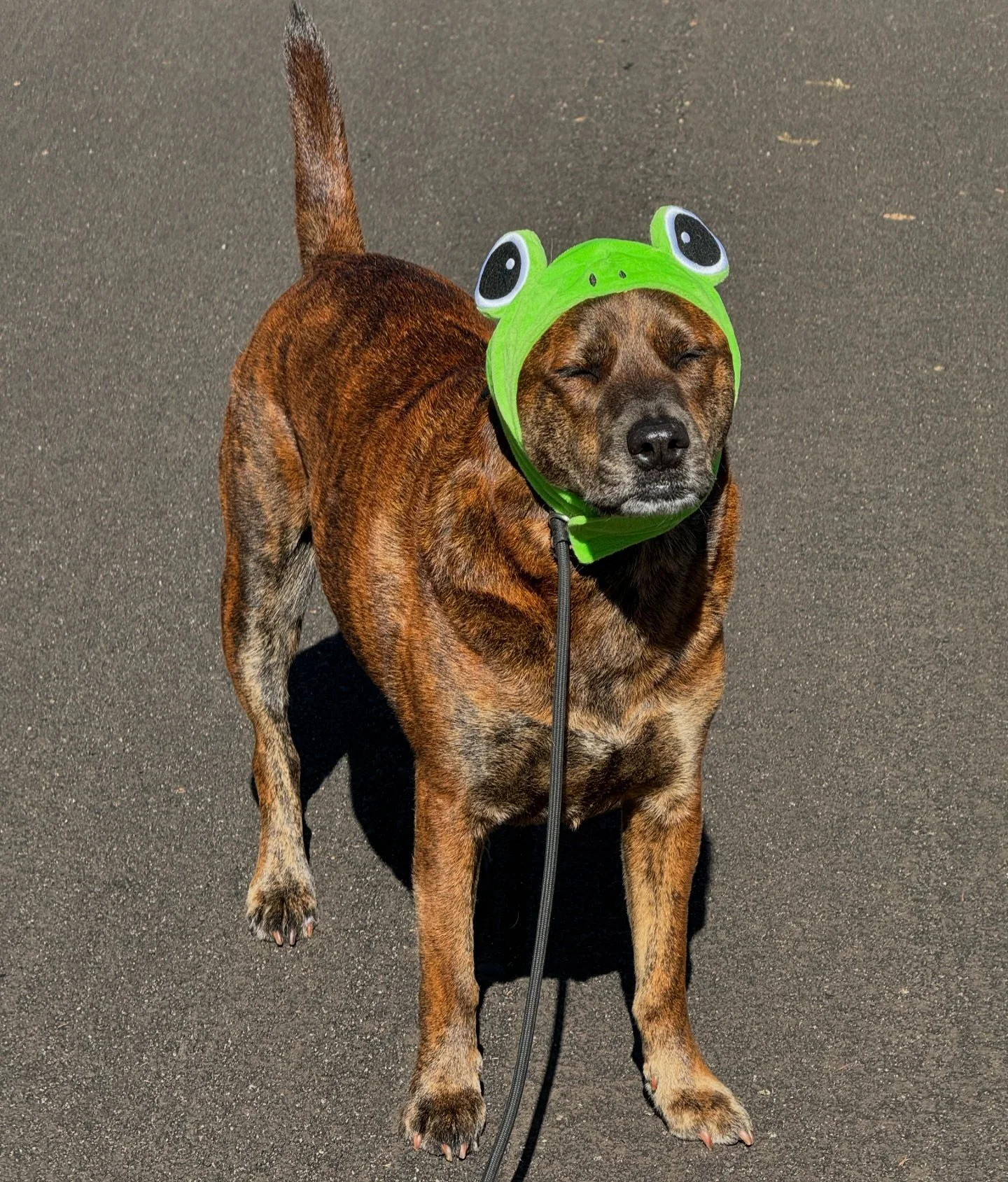 HAPPY HALLOWEEN, PackVida got spooky 🎃 Pt. 1 

Comment below your favorite costume! 
&bull;
&bull;
&bull;
#dogtraining #leashskills #packwalk #packlife #dogtrainers #packedup #longwalks #naturewalks #dogsofinstgram