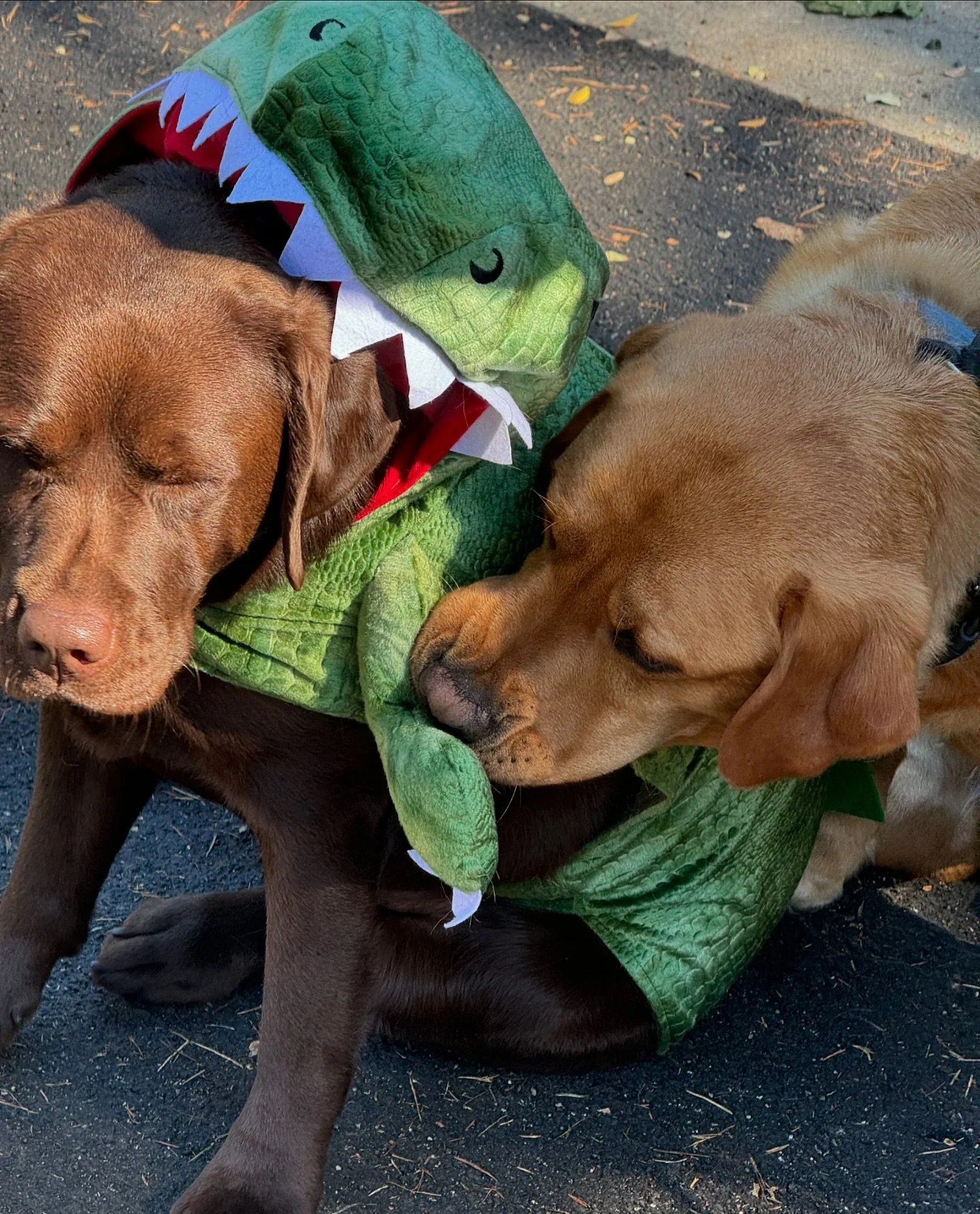 Spooky Pack 🎃 Pt. 2
&bull;
&bull;
&bull;
#dogtraining #leashskills #packwalk #packlife #dogtrainers #packedup #longwalks #naturewalks #dogsofinstgram