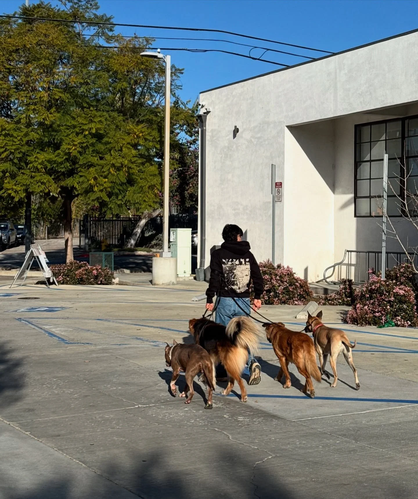 The dogs being a constant reminder of the balance necessary to move through life with more ease, our 2026 so far!
&bull;
&bull;
&bull;
#dogsofinstagram #dog #dogtrainer #dogtraining