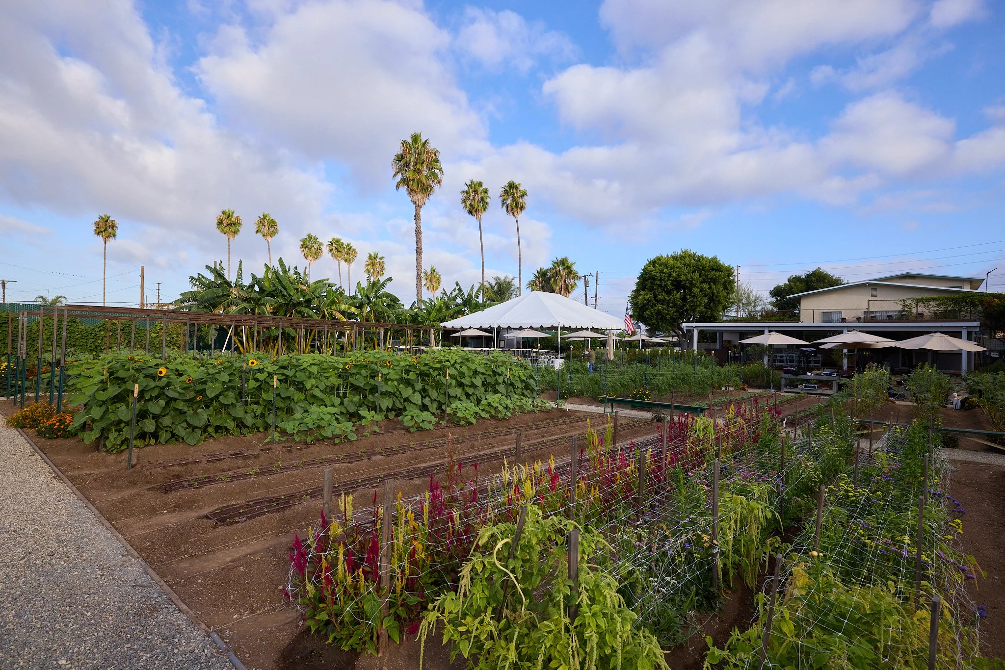 ALMA_BACKYARD_FARMS_LAUDATO_SI_CELEBRATION_86992.jpg