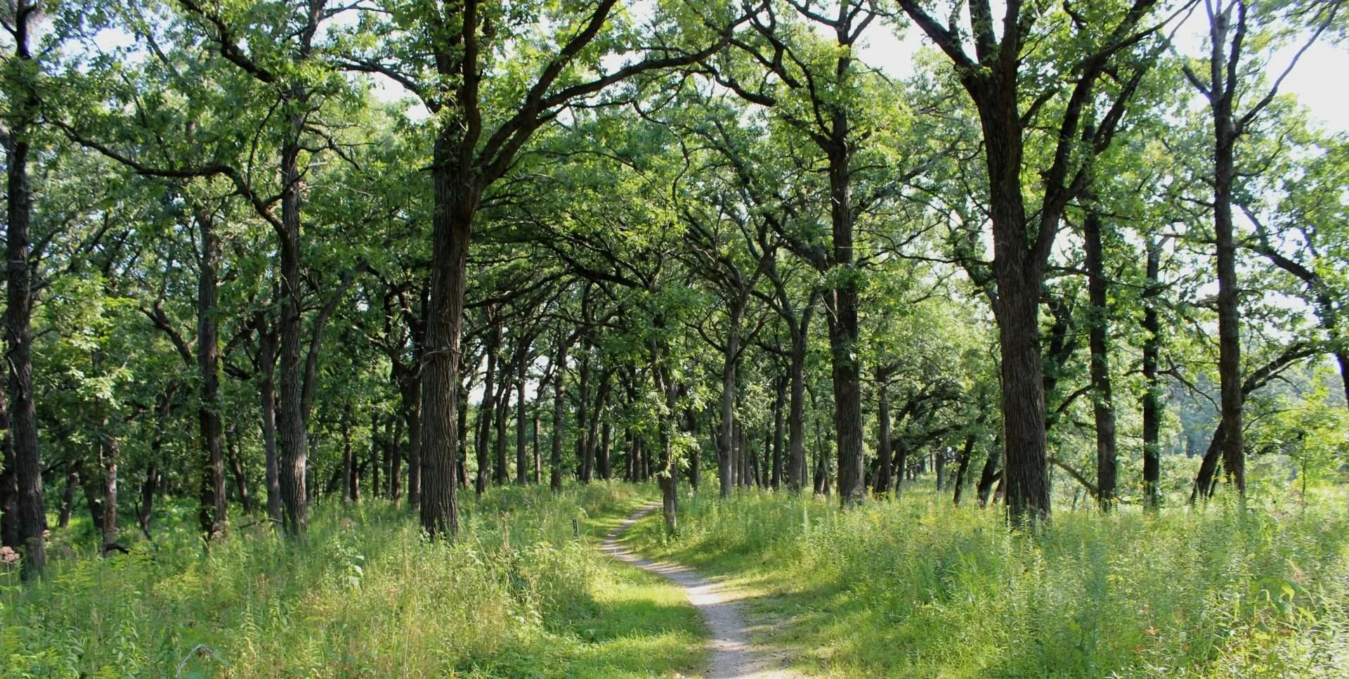 deer grove image.jpg