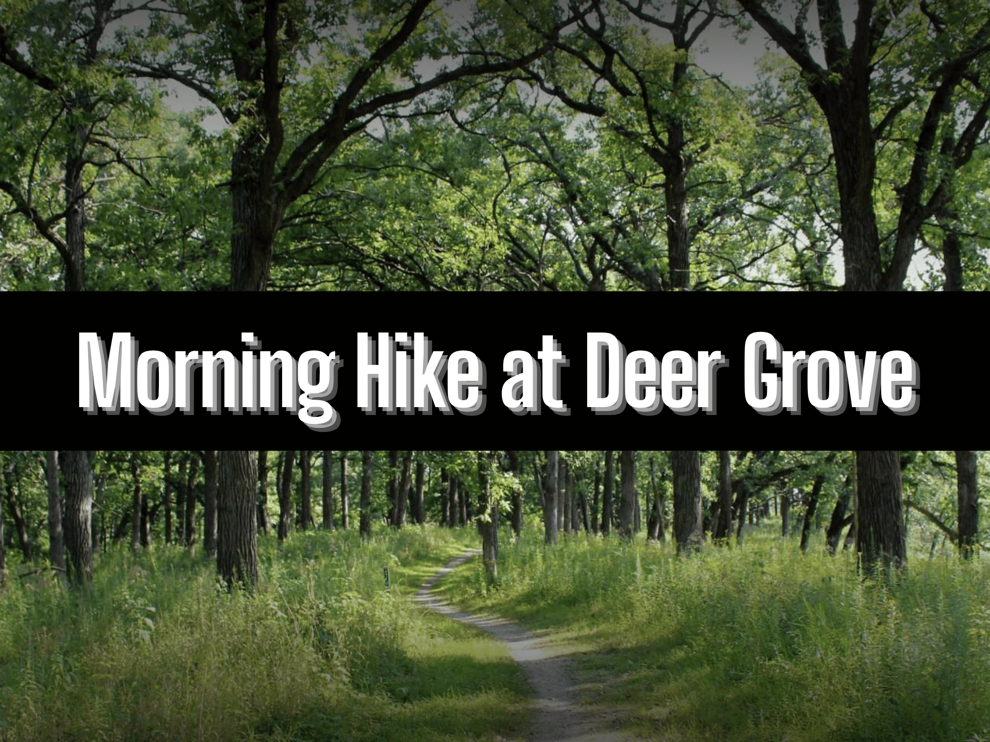 Morning Hike at Deer Grove Forest Preserve (North)