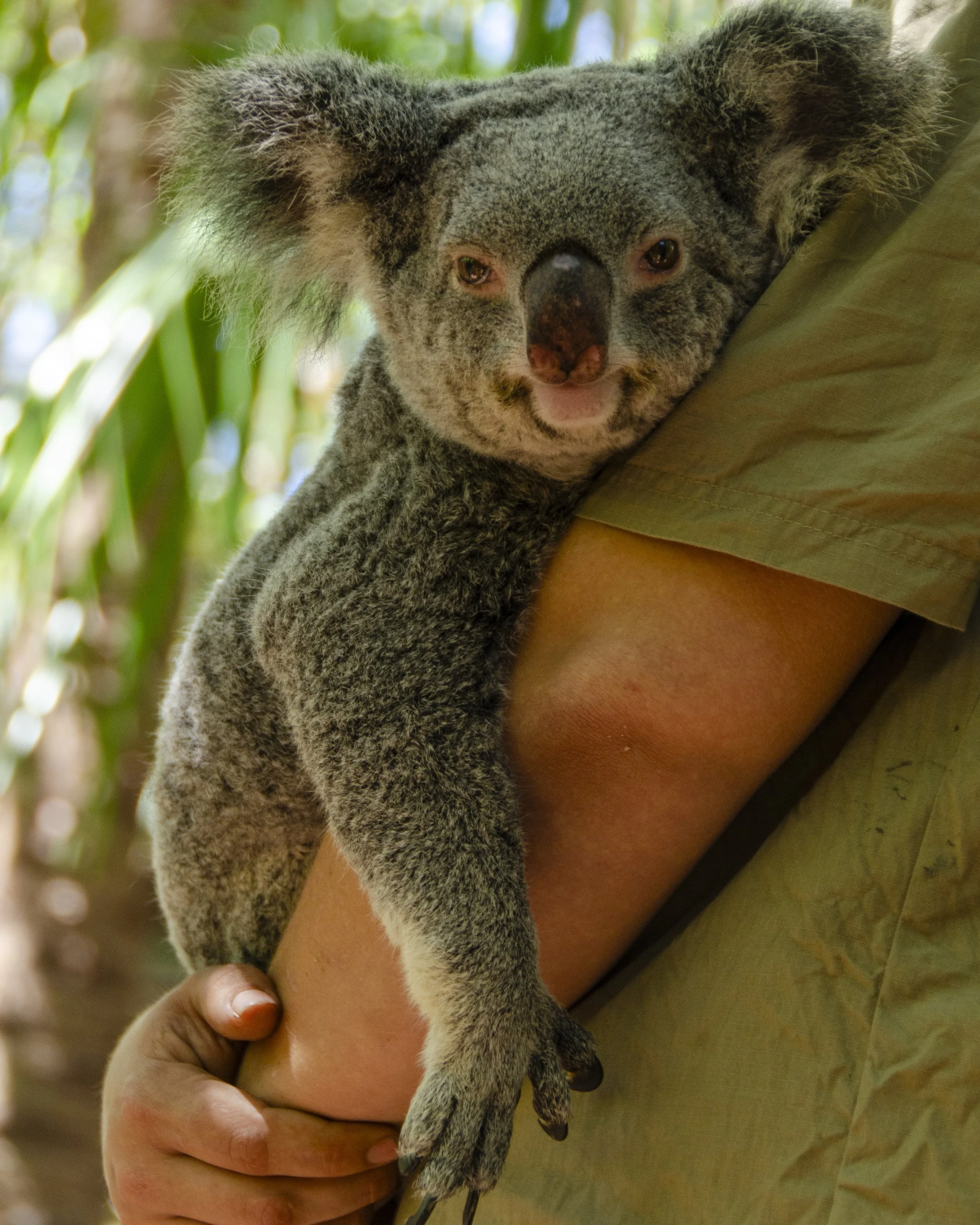 Selina_Magnetic Island_Bungalow-Bay-Koala-Village_09-2023_Photographer_@sofiamuro__004.jpg