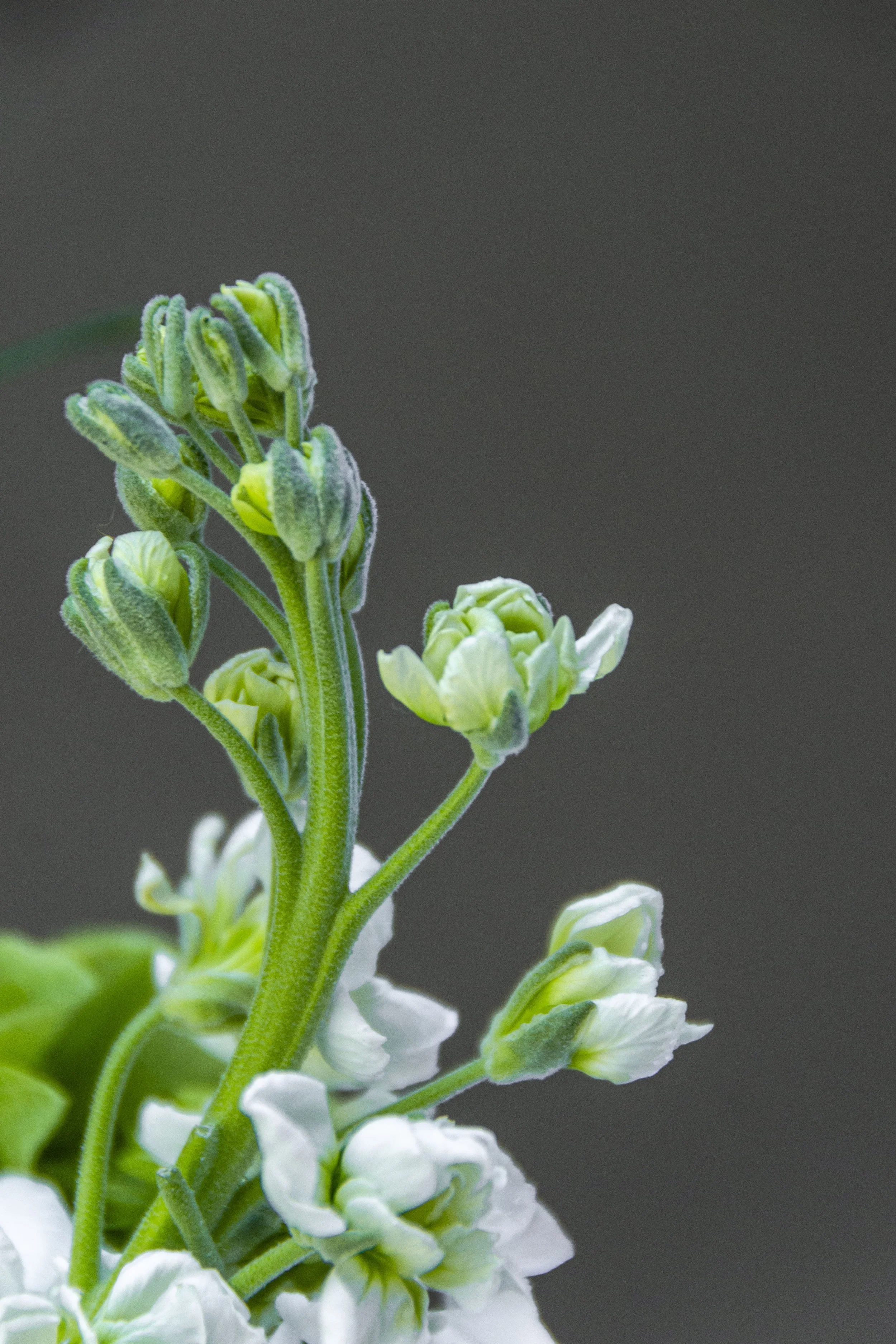 La Floristeria Boutique_38.jpg