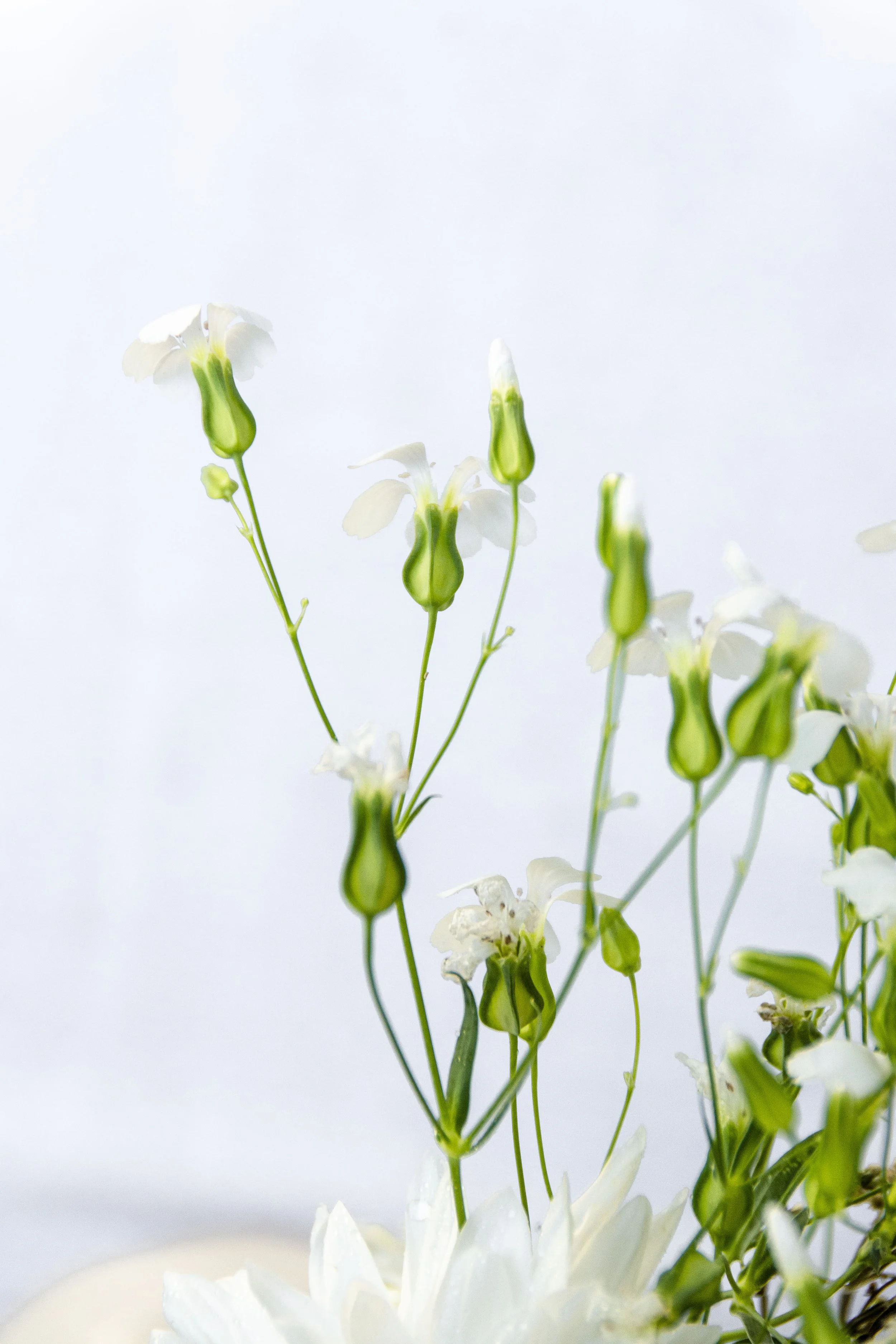 La Floristeria Boutique_11.jpg