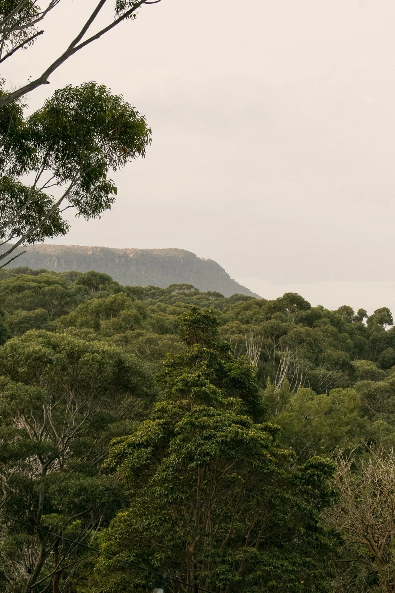 View of the Illawarra escarpment over native bushland from the Bulli garden