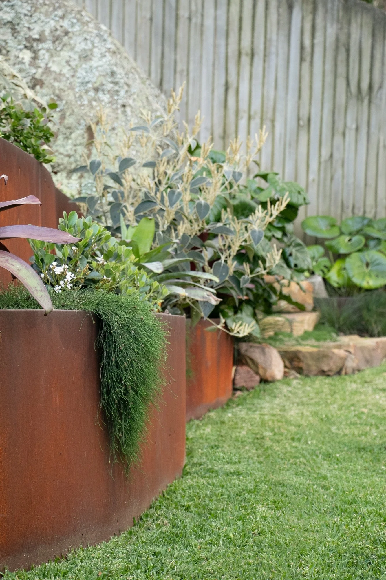 Corten steel planter with trailing plants beside a level lawn in Bulli