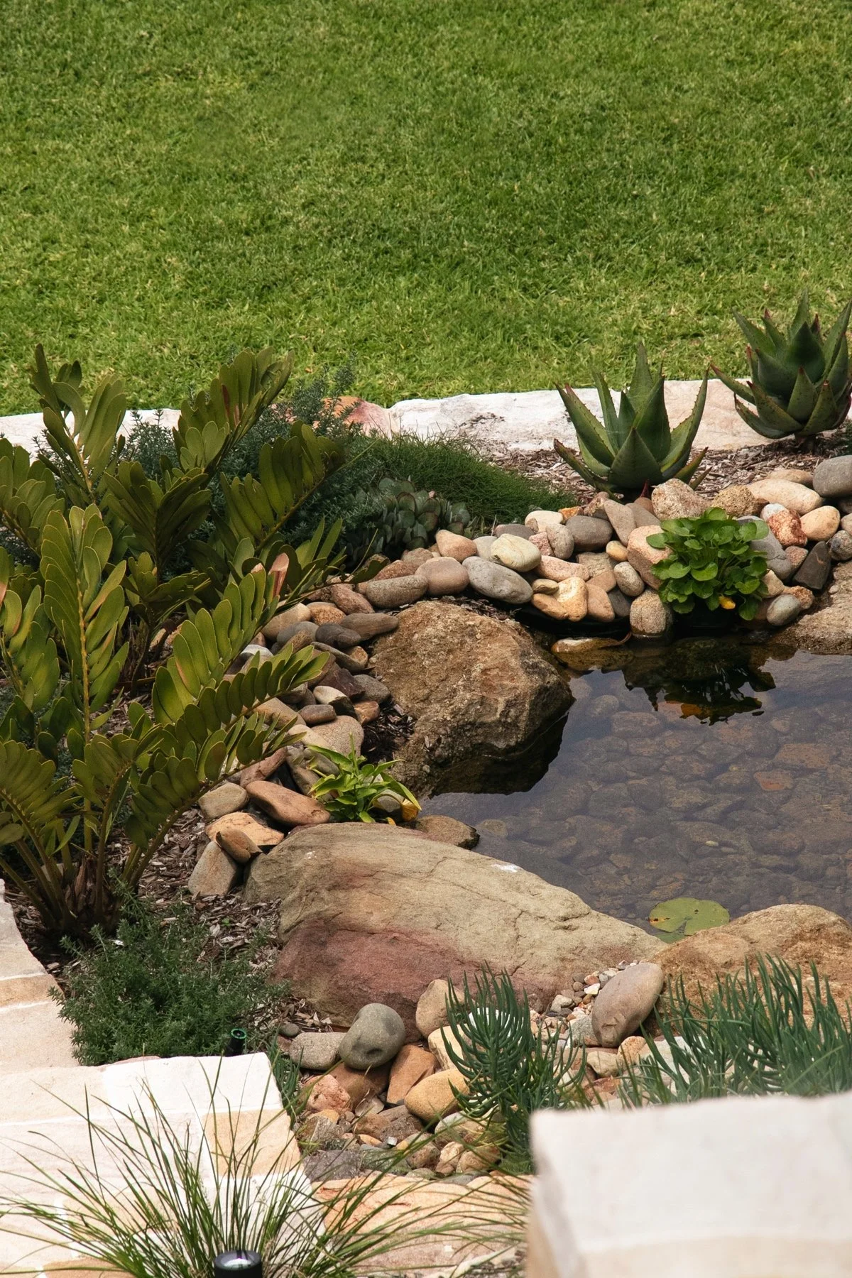 Natural rock water feature with pond and succulent planting in waterfront backyard designed by landscapers in Syndey