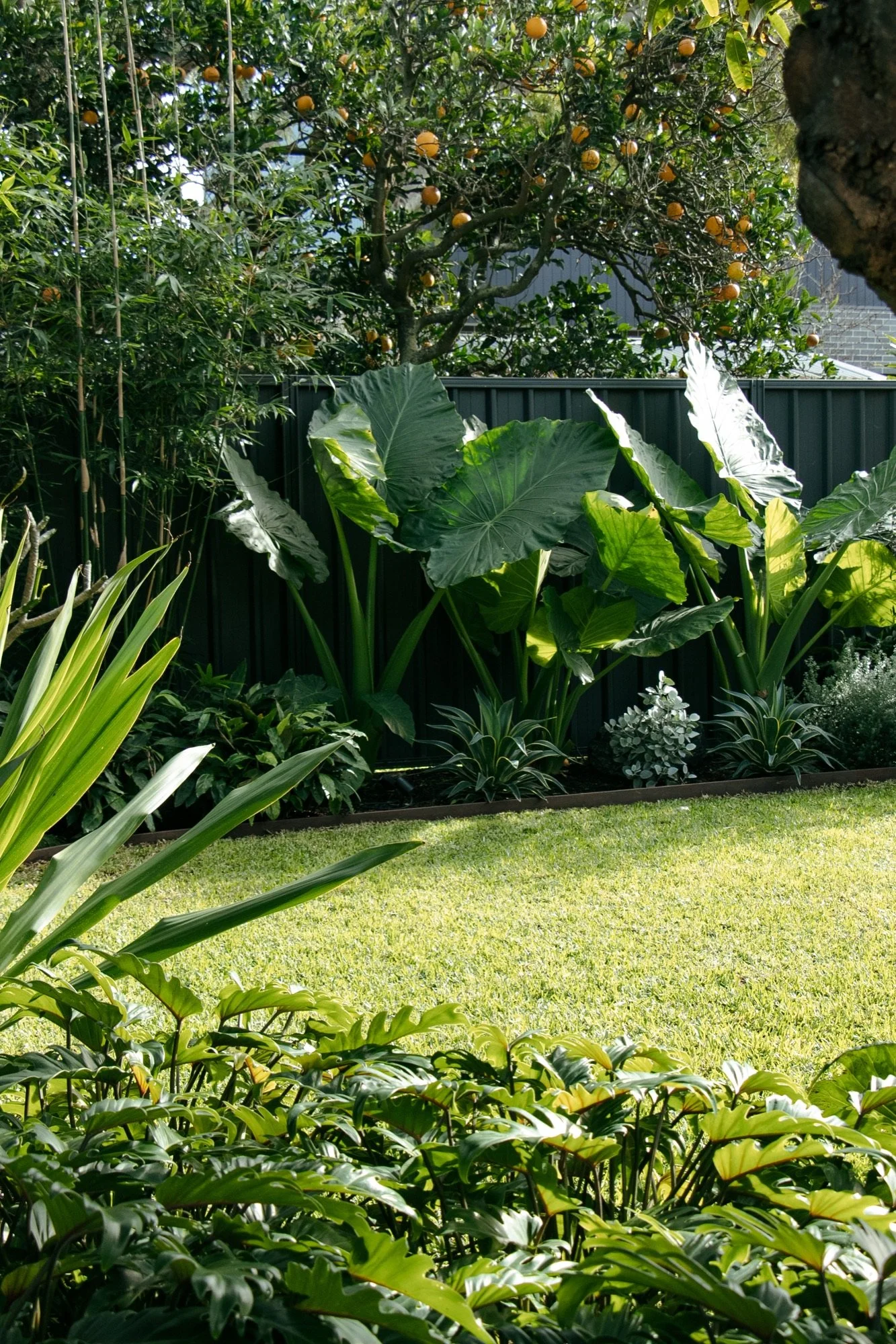 Lush elephant ear and tropical planting framing a level lawn in Chifley