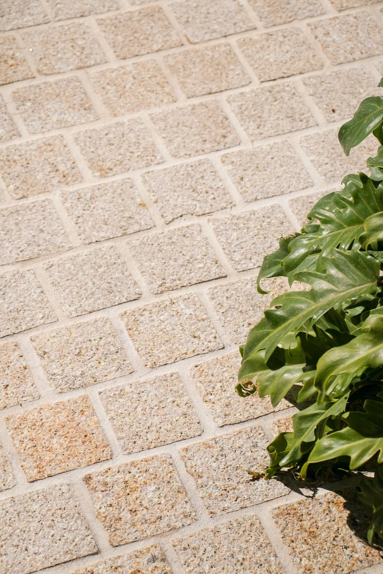 Cobblestone paving and tropical leaves along a garden path in Yowie Bay