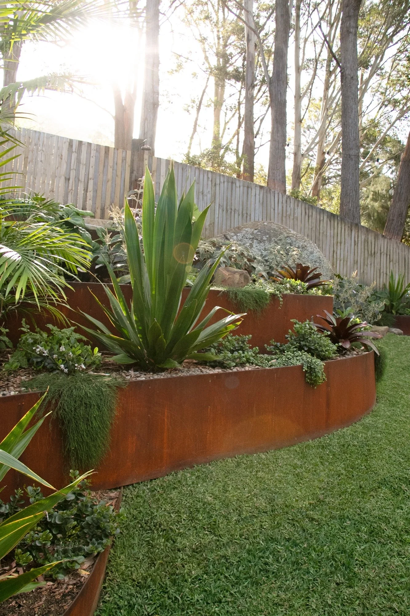 Curved corten steel garden walls with layered planting and lawn in Bulli