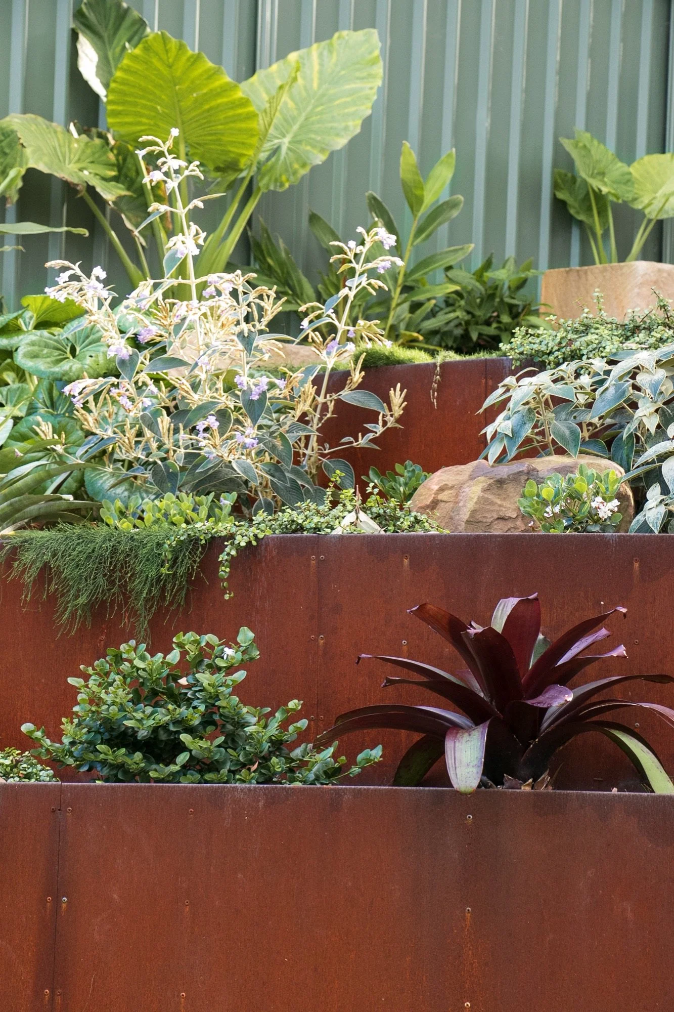 Tiered corten planters with bromeliads and lush tropical planting in Bulli