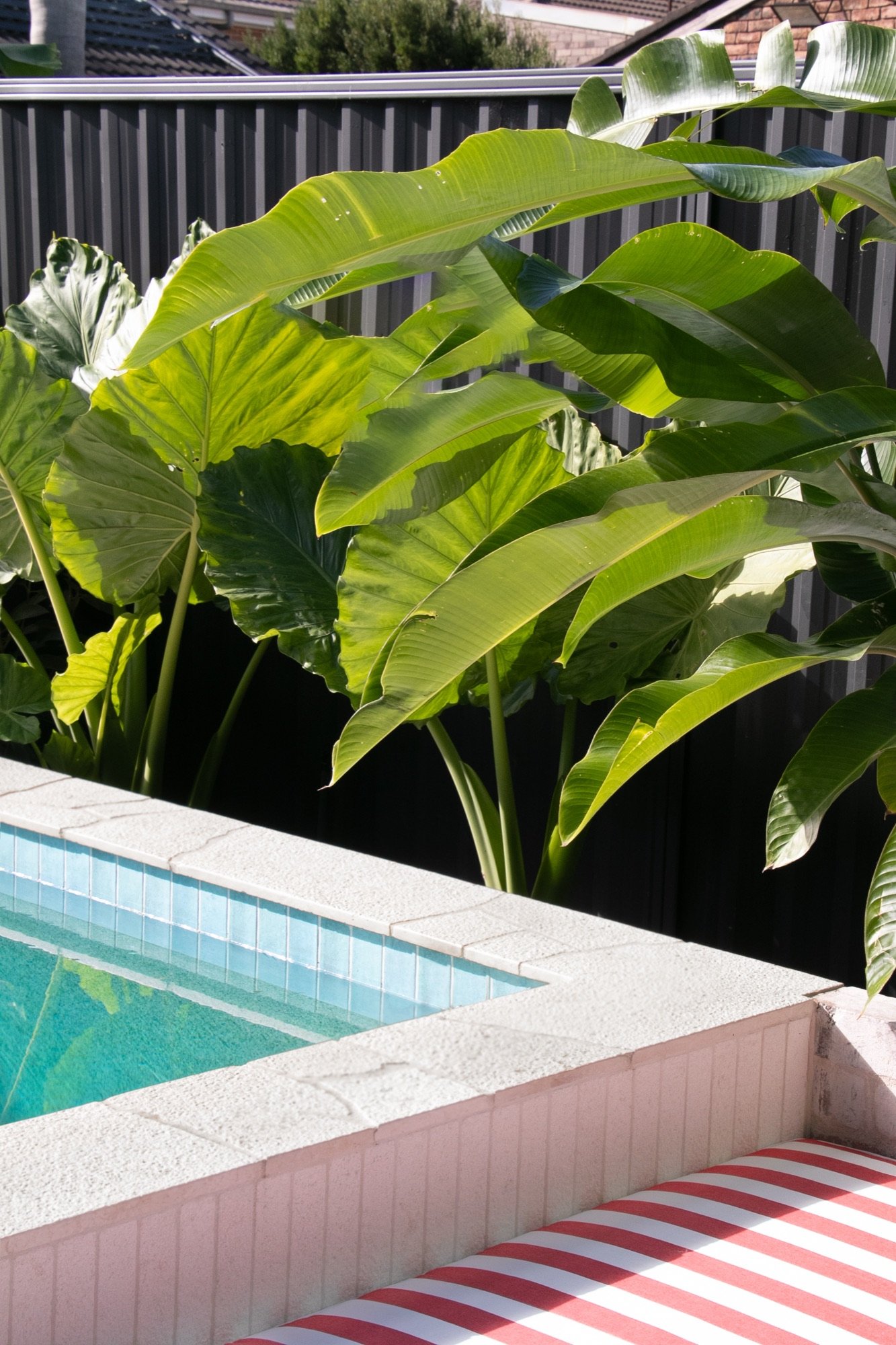 Elephant ear planting along the pool edge beside a striped poolside cushion in Chifley