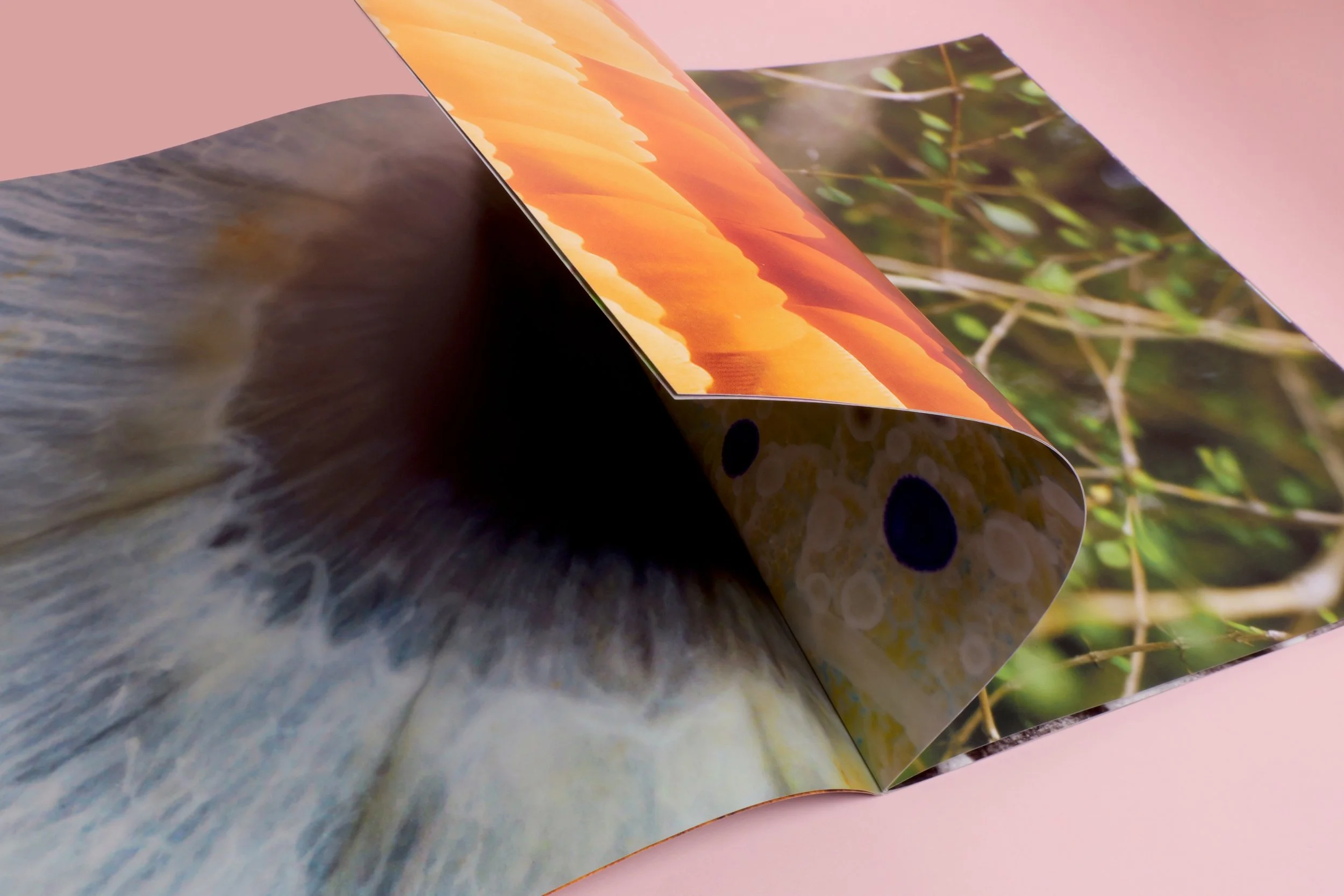 Pihi page flip copy.jpg