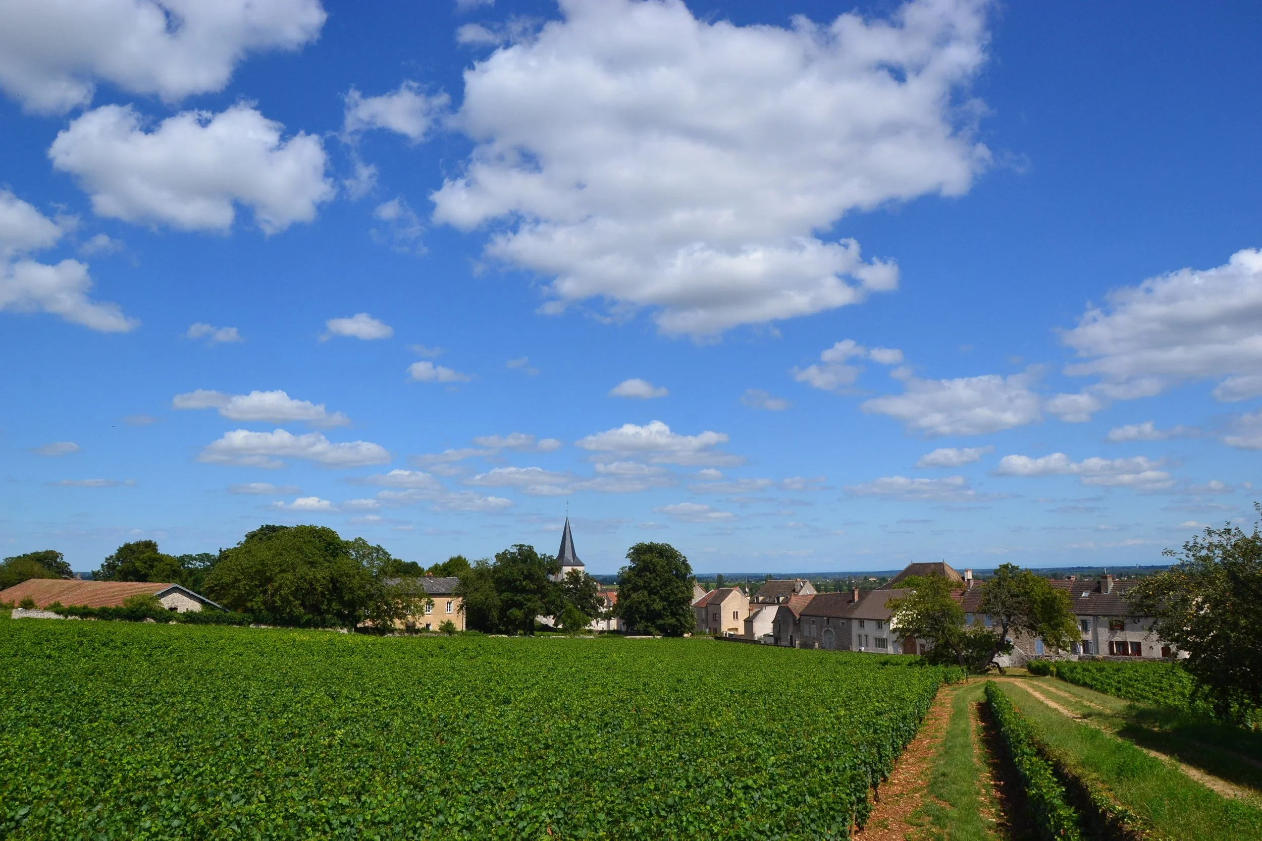Chassagne-Montrachet