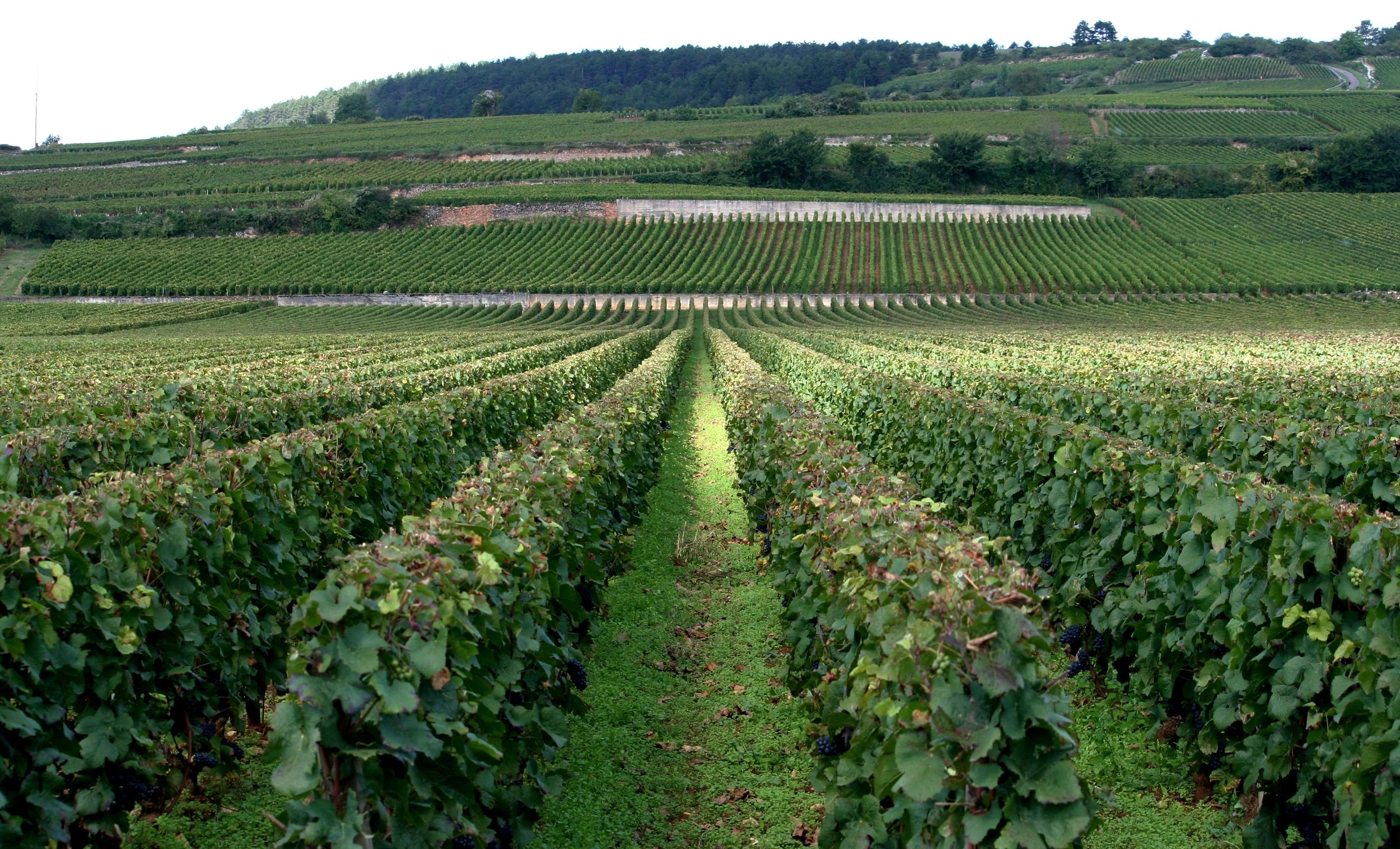 Beaune