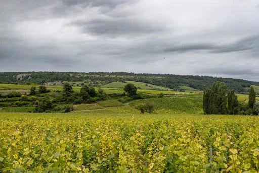 Savigny-les-Beaune