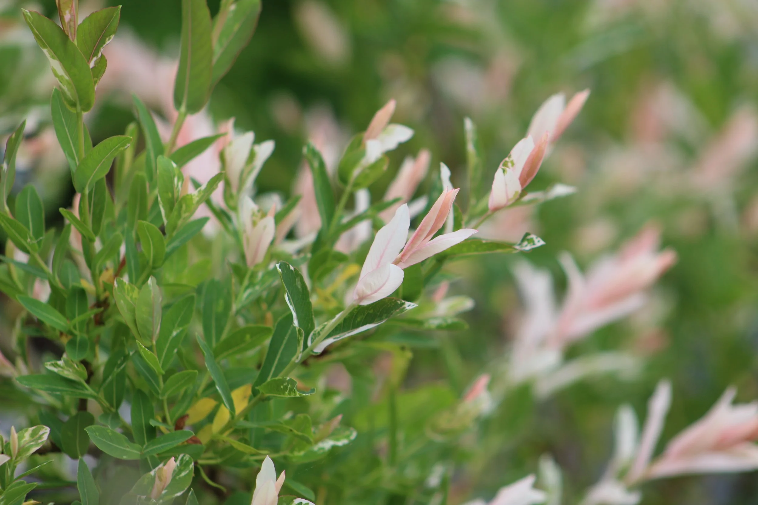 Salix integra 'Flamingo'