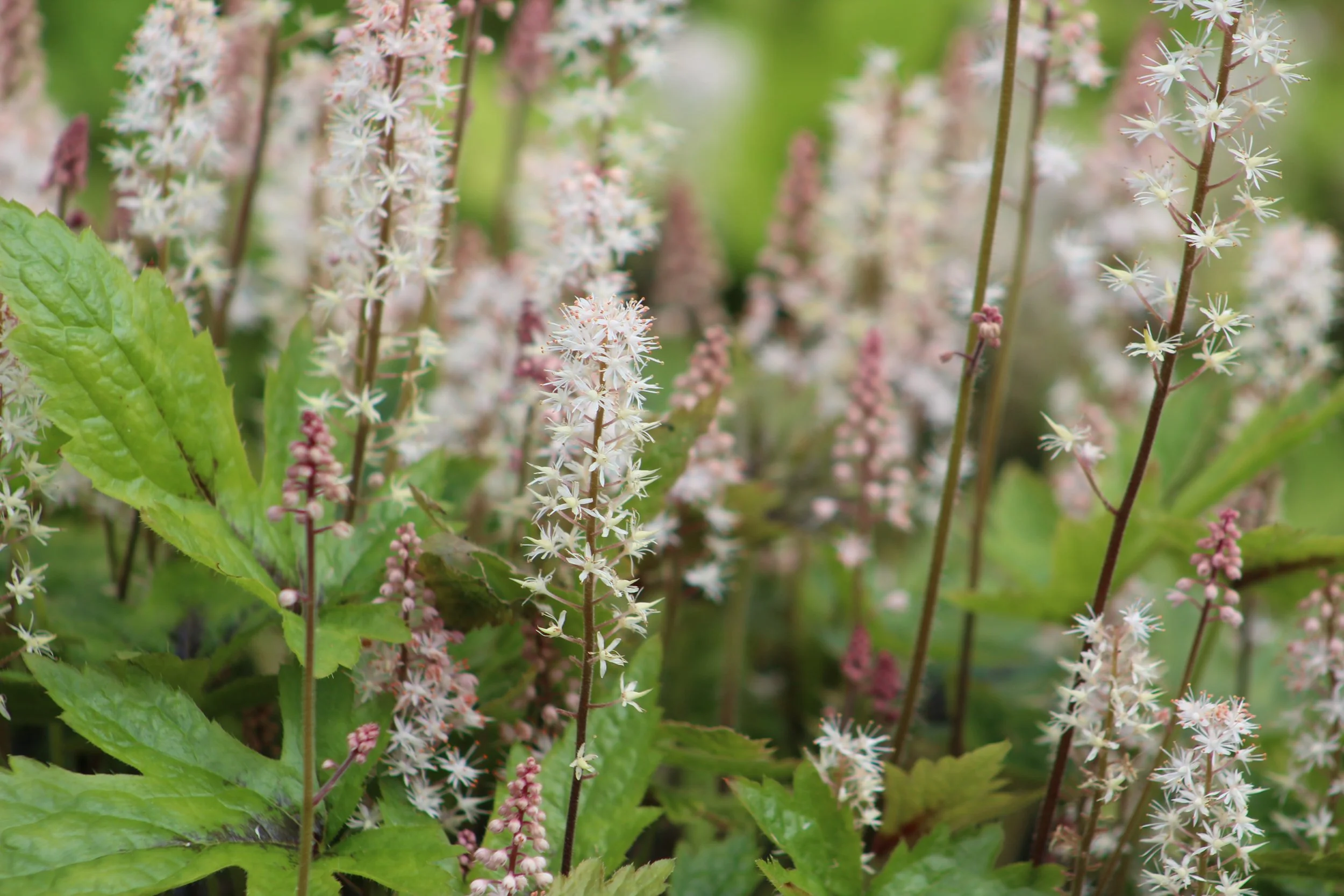 Tiarella 'Spring Symphony'