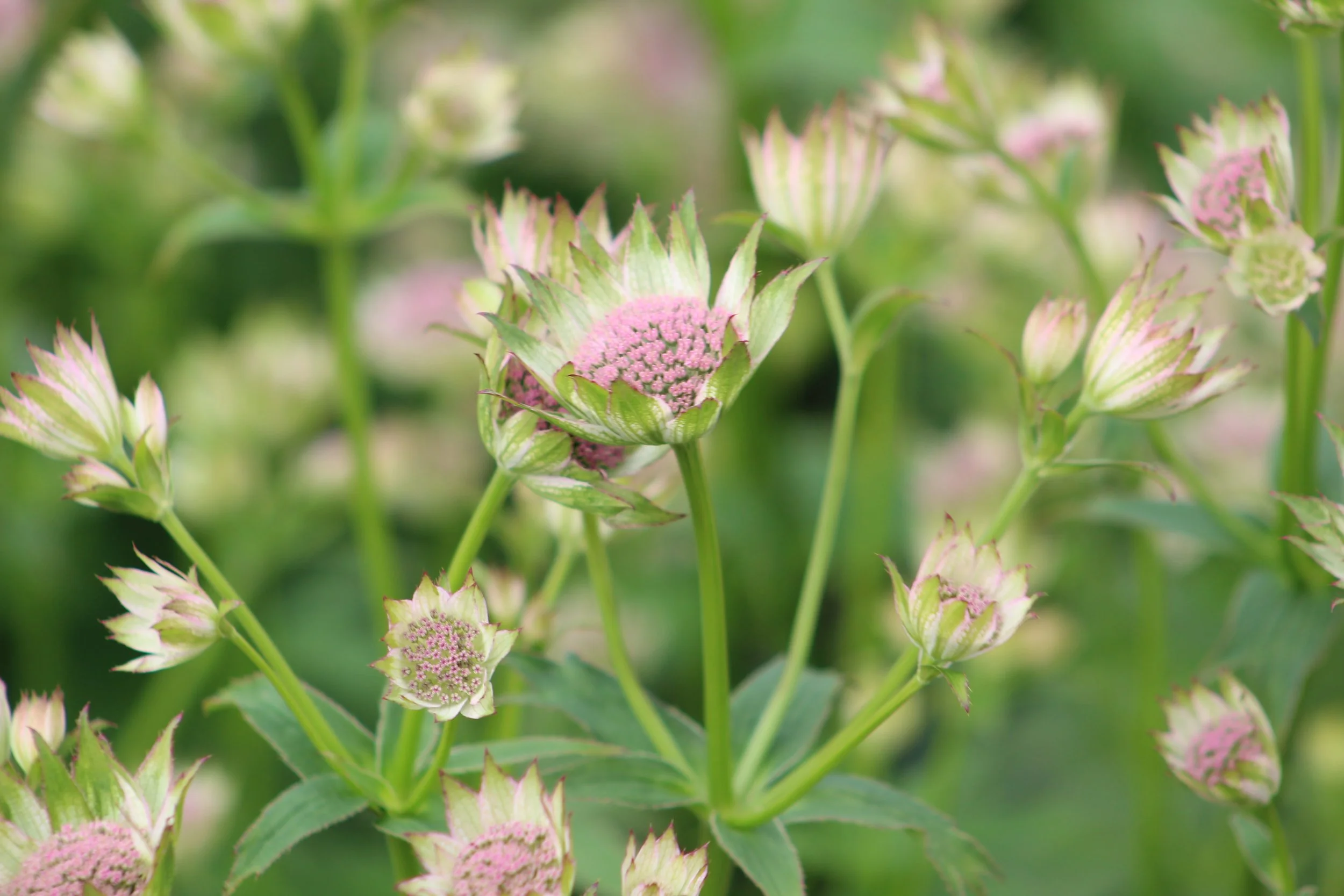 Astrantia 'Buckland'