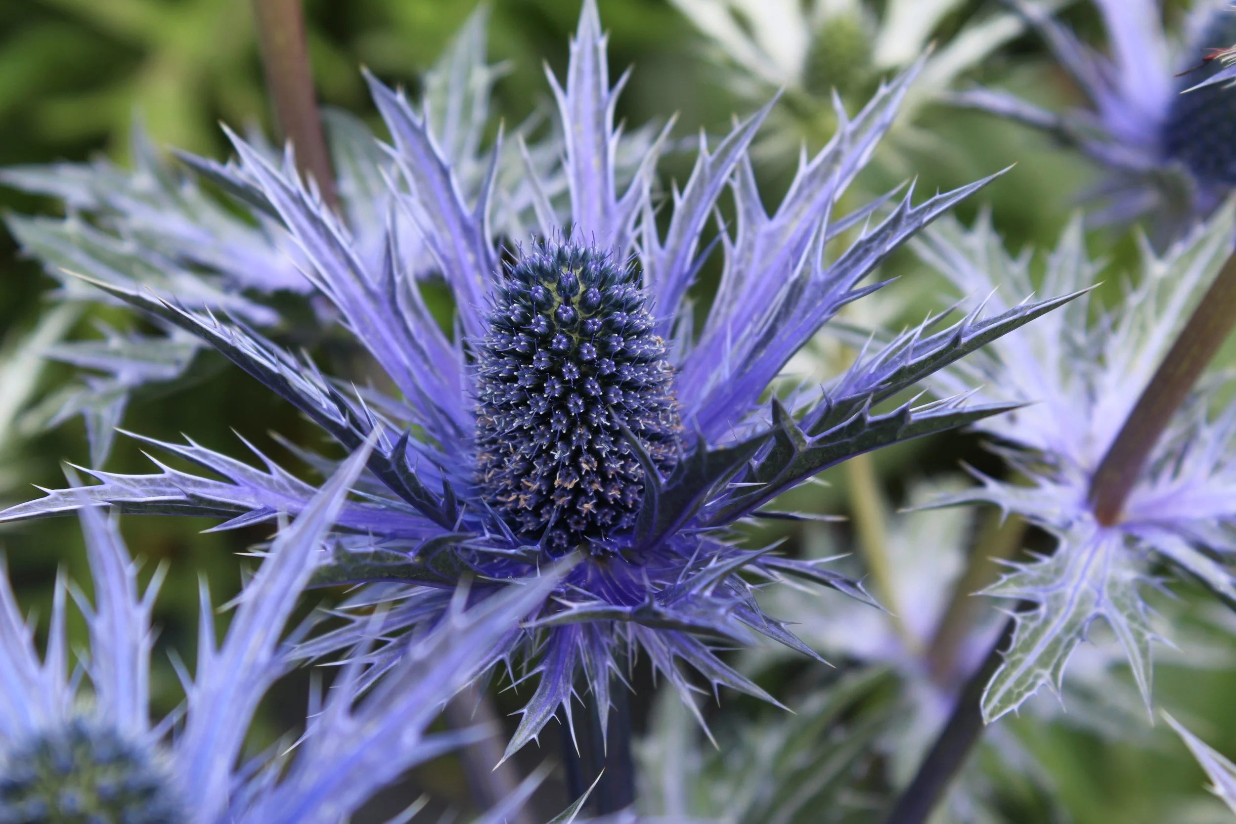 Eryngium x zabelii ‘Big Blue’