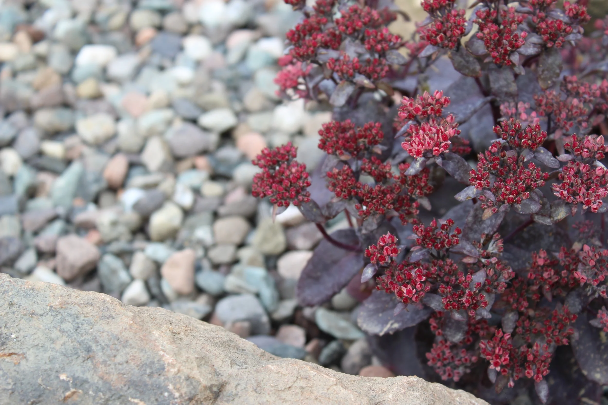 Plants like Sedum were used in the rockery area. These will provide dramatic colour most of the year.