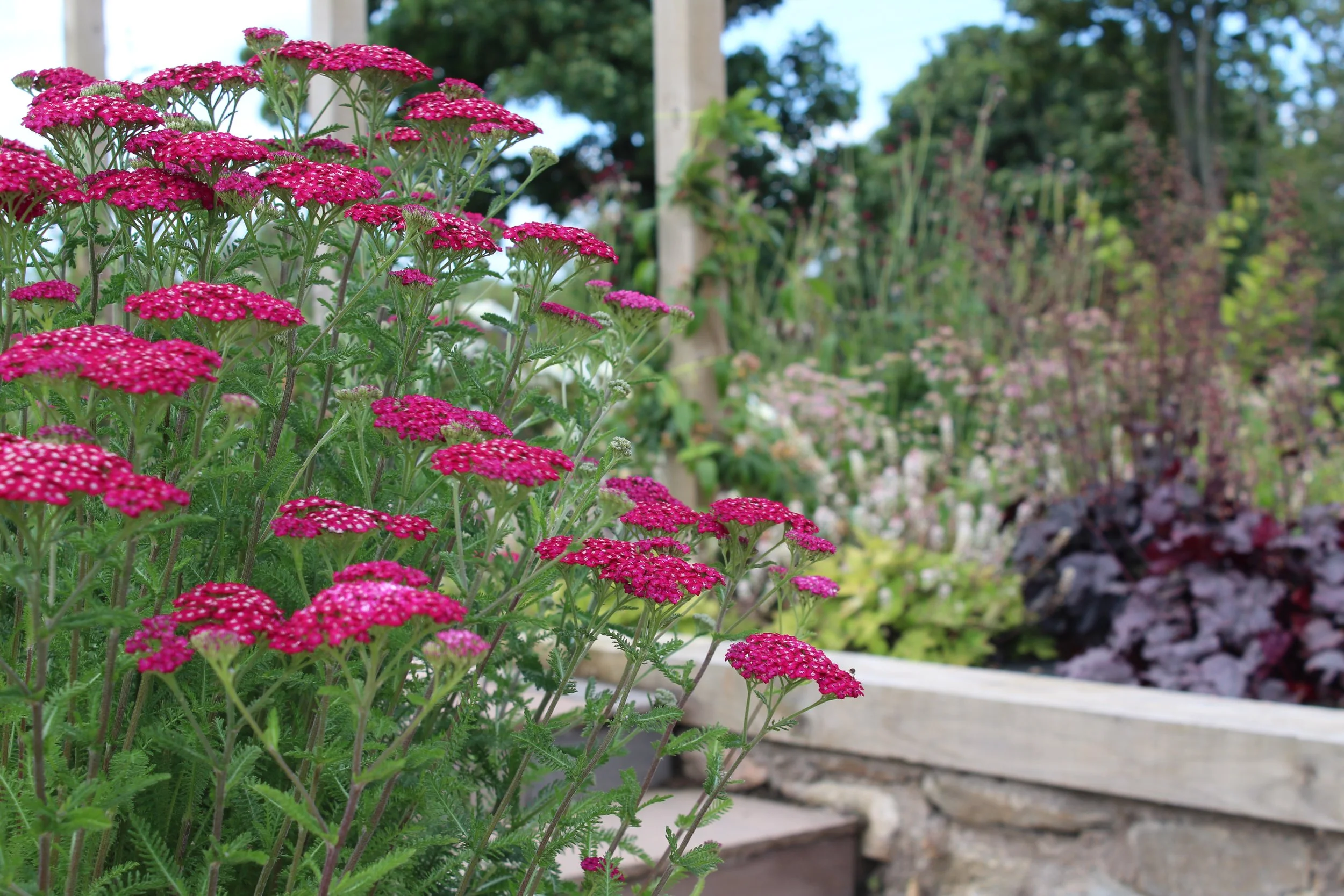 Achillea 'New Vintage Violet'