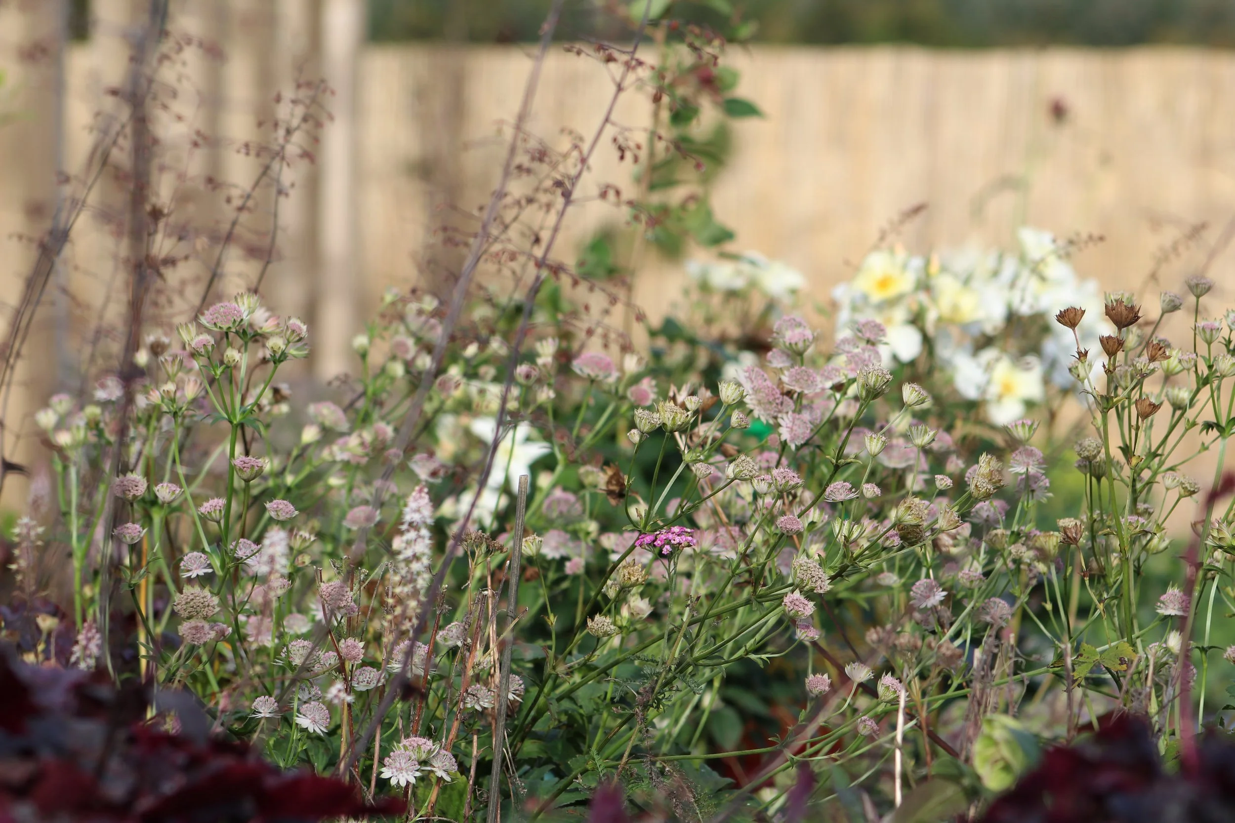 Heuchera 'Plum Pudding, Astrantia 'Buckland' & Rosa 'Kew Garden'