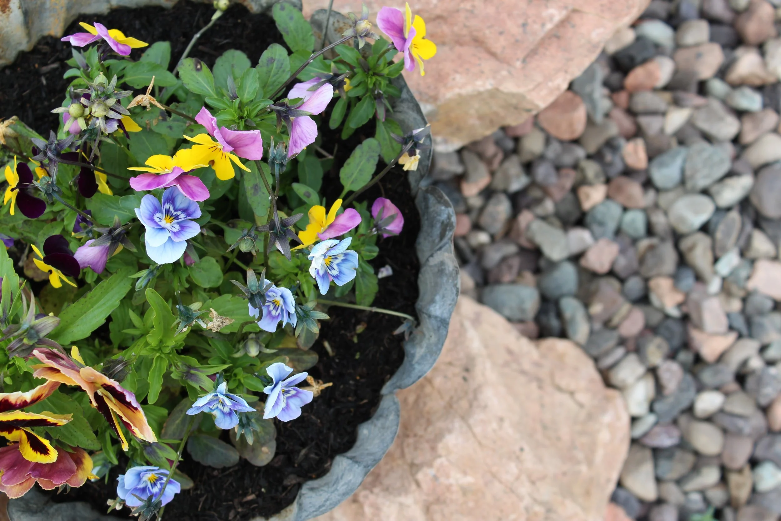 We are using annuals within the vintage style pots to add different colours throughout the seasons. 