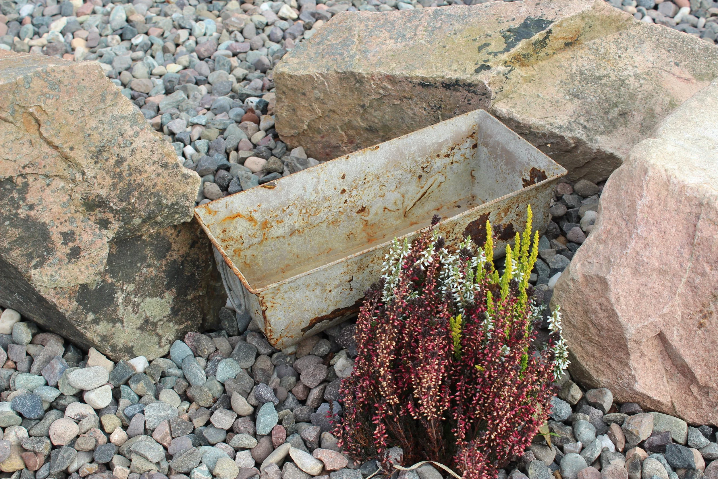 Heathers were also used in the planting scheme to add texture and colour throughout the autumn/ winter months. 