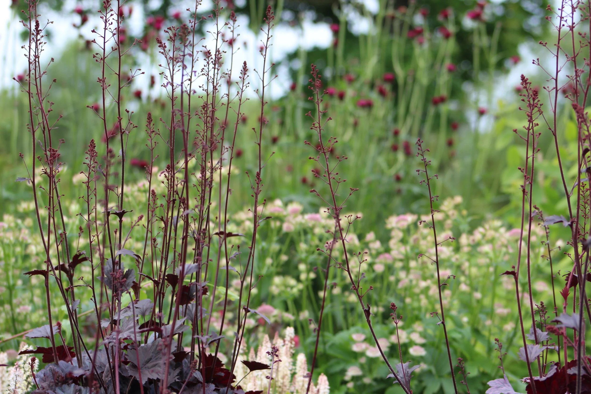 Heuchera 'Plum Pudding' & Astrantia 'Buckland'