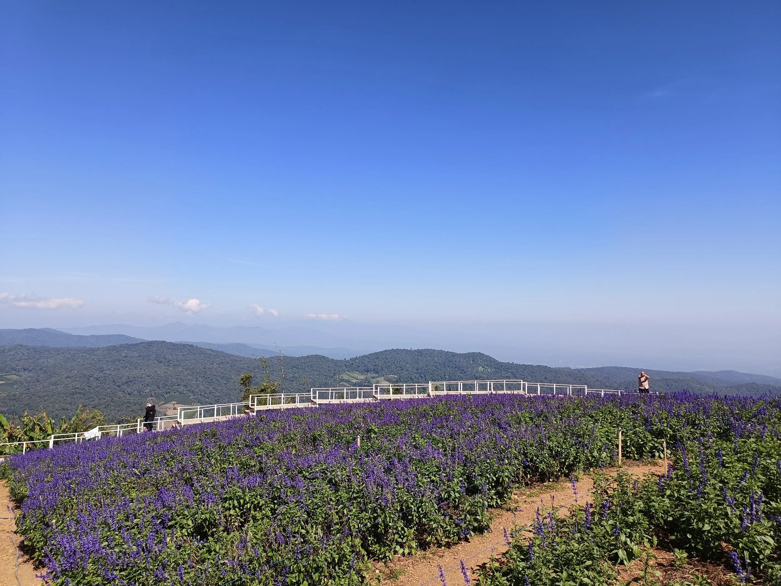 Ying Yong Flower Garden Chiang mai lavender field