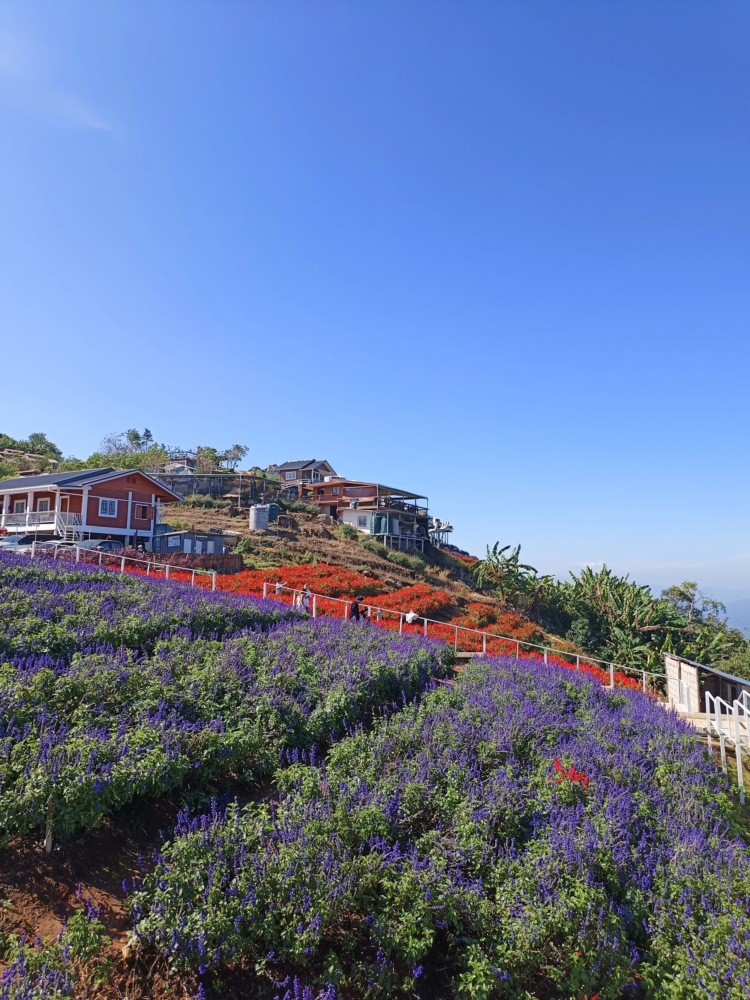 Ying Yong Flower Garden Chiang mai lavender field