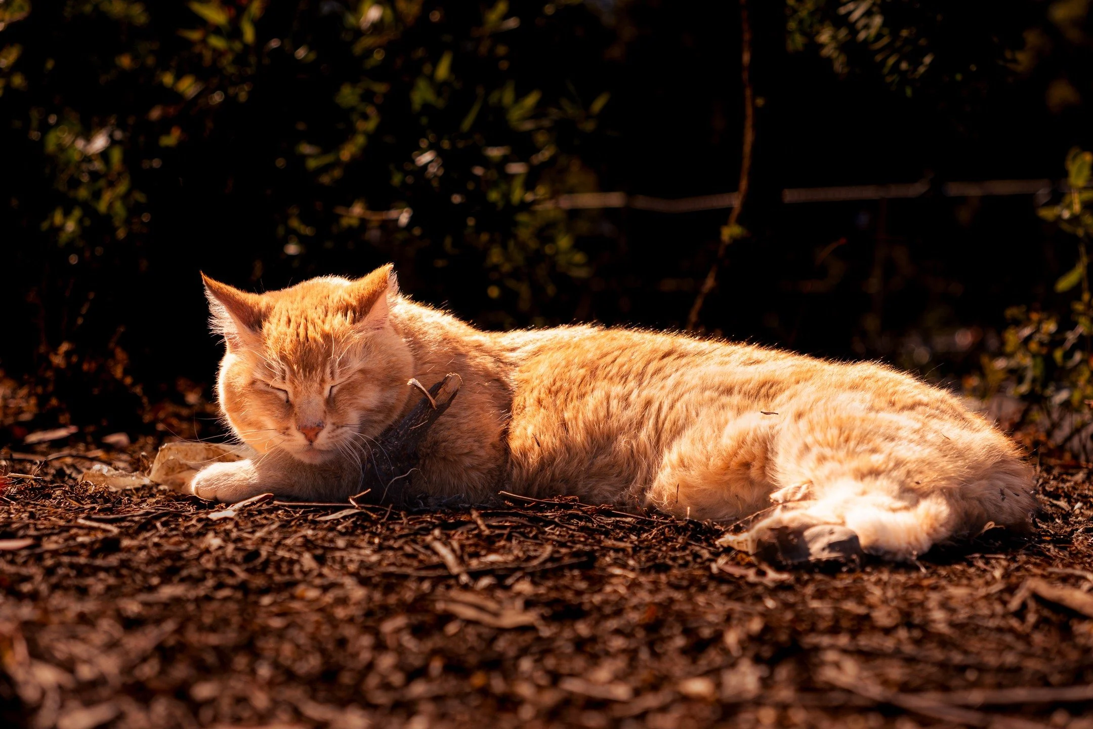 05_13_25 - Sleepy Cheeto