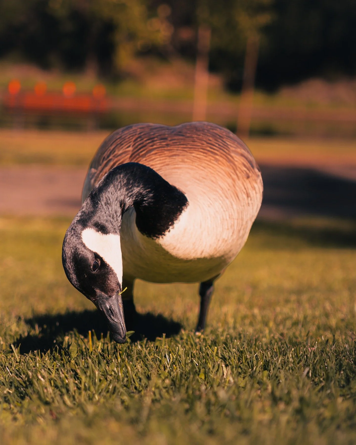 05_13_25 - Cobra Chicken