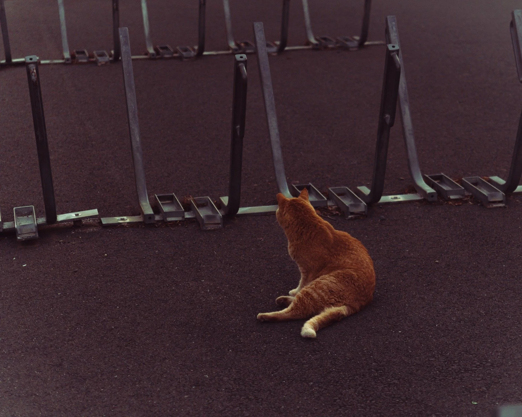 05_06_25 - Cheeto &amp; the Bike Racks