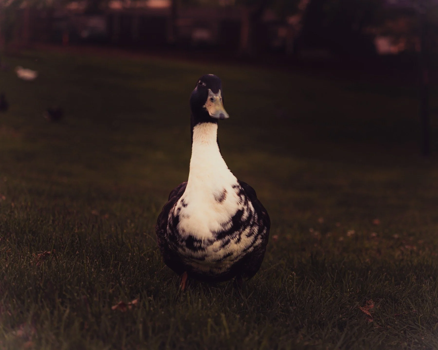 05_08_25 - Duck

Head was shot a bit wonky