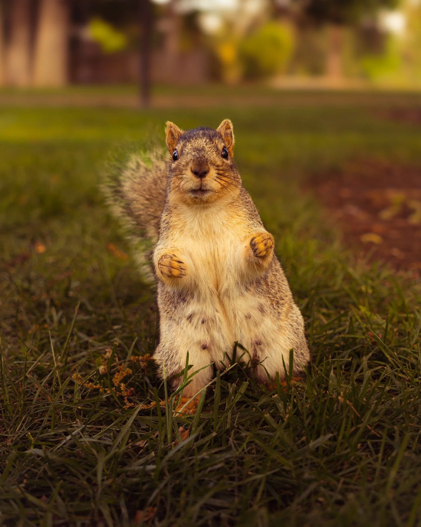 04_15_25 - Squirrel