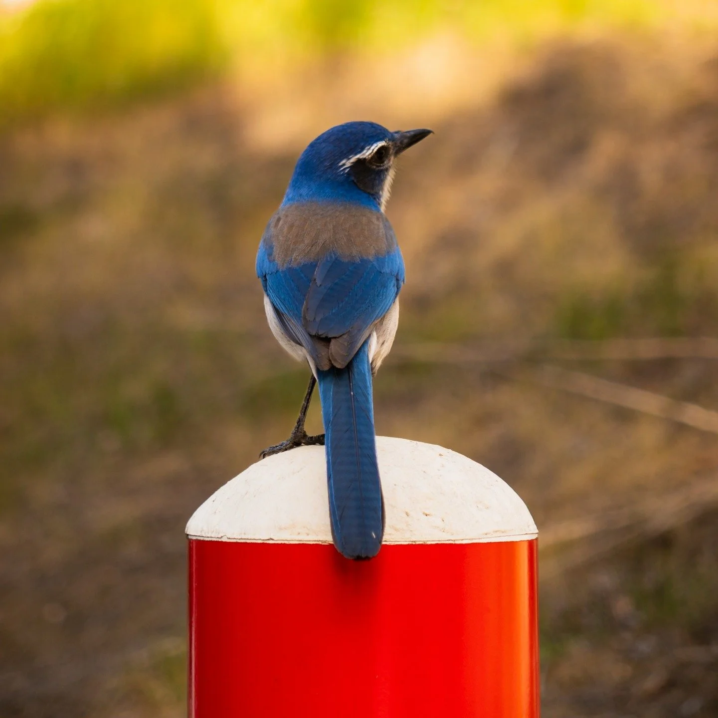 04_08_25 - Scrub-Jay

Landed right in front of me.