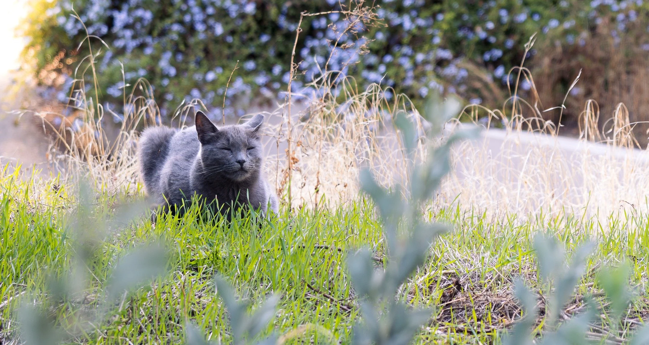 10_24_25 - Gray_Campus_Cat