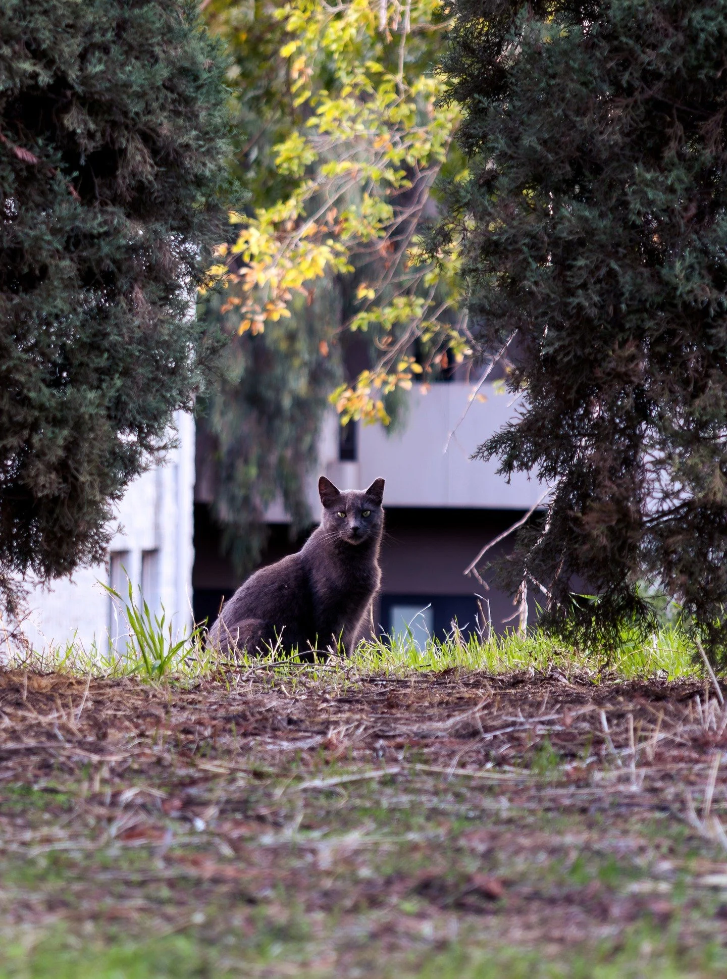 10_24_25 - Gray_Campus_Cat 

another photo of the diva
