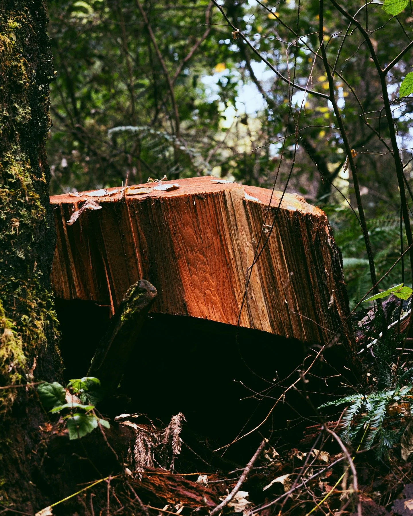 01_17_26 - Redwoods Walk (Nature Stills)